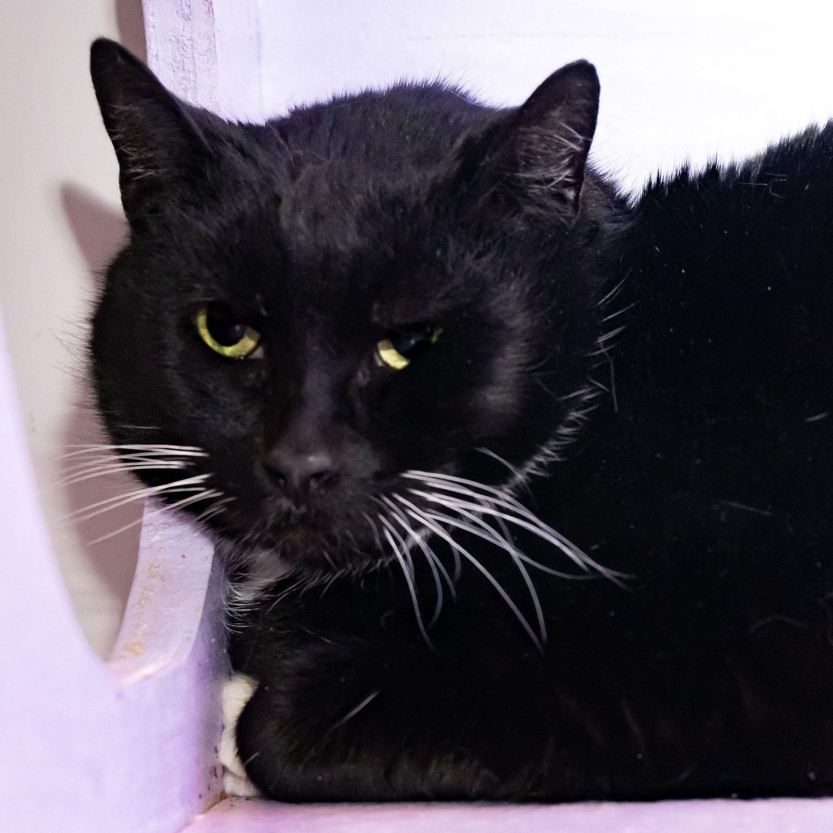 Murray, an adopted Domestic Short Hair in Victor, NY image 3/3