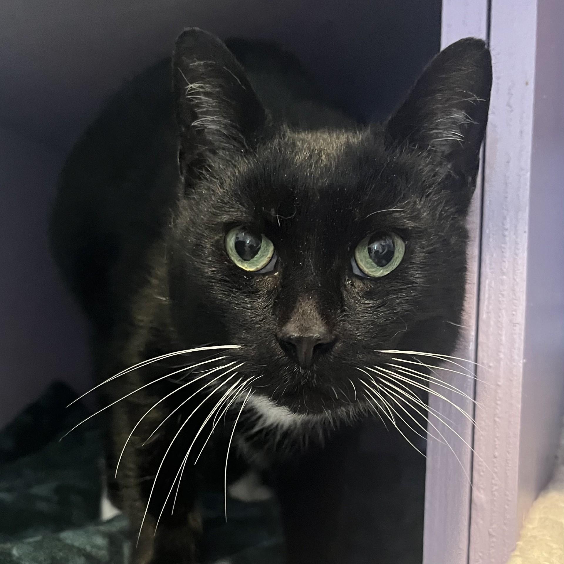 Murray, an adopted Domestic Short Hair in Victor, NY image 1/3