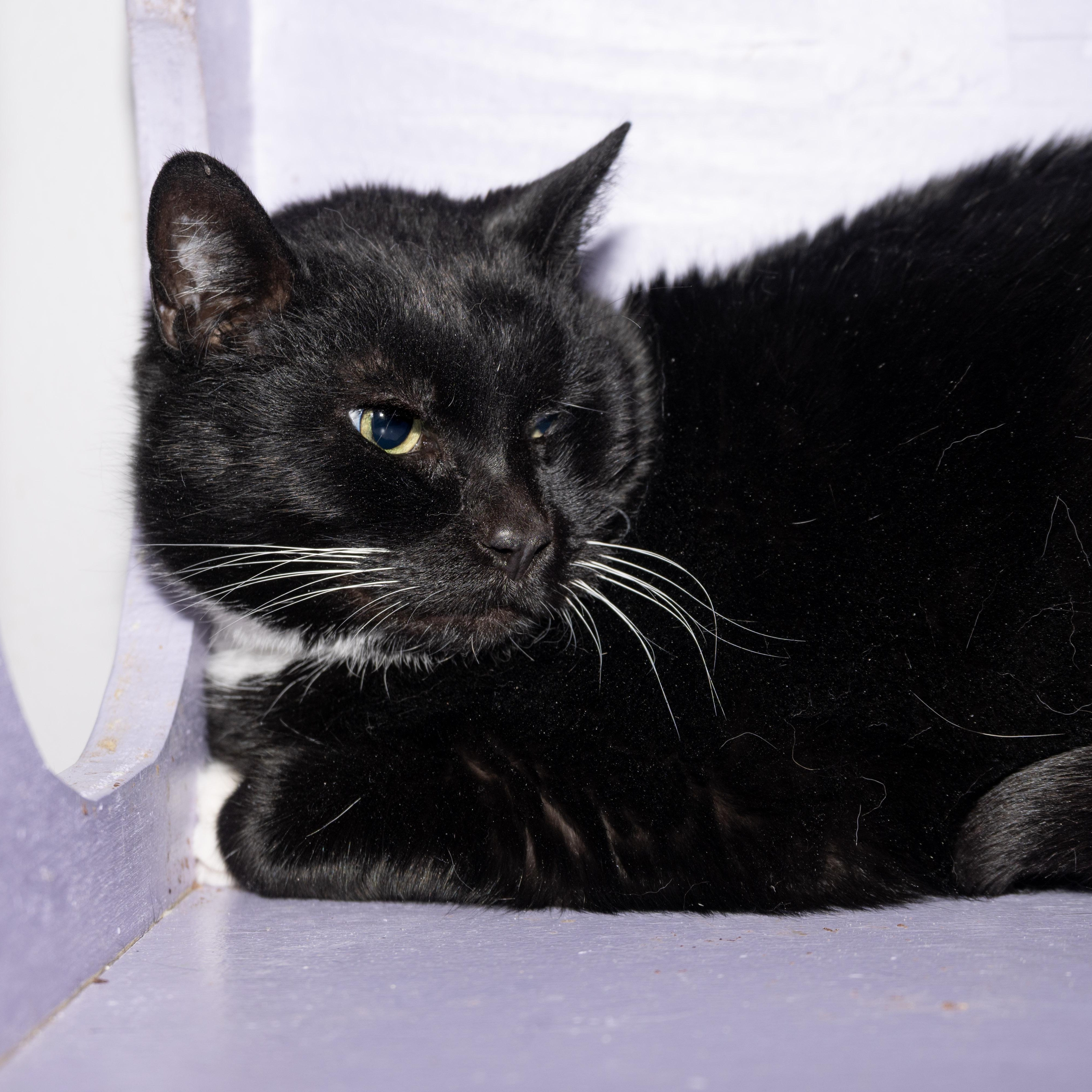 Murray, an adopted Domestic Short Hair in Victor, NY image 2/3