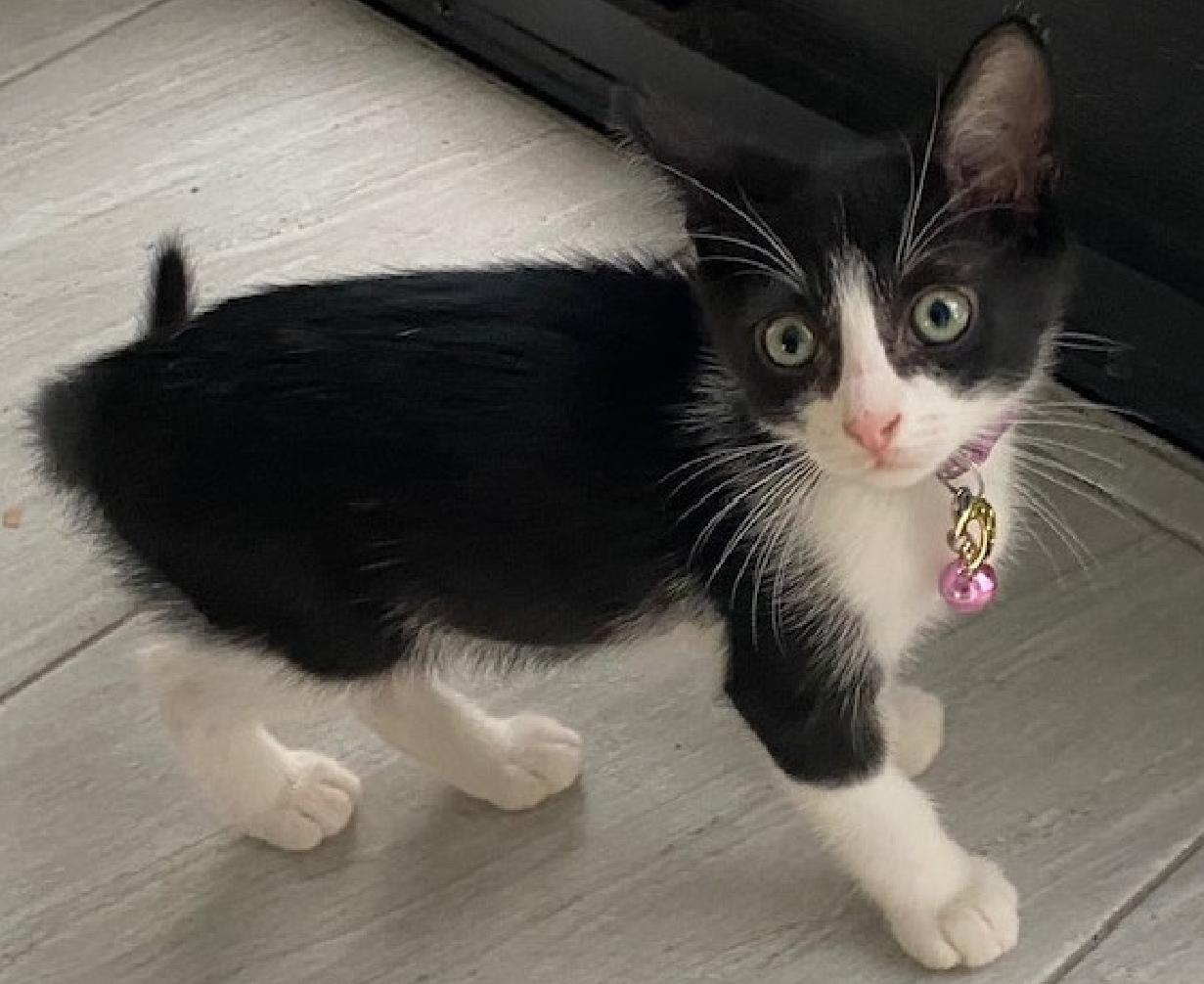 BOA, Adopted, Young Male Tuxedo & American Shorthair.