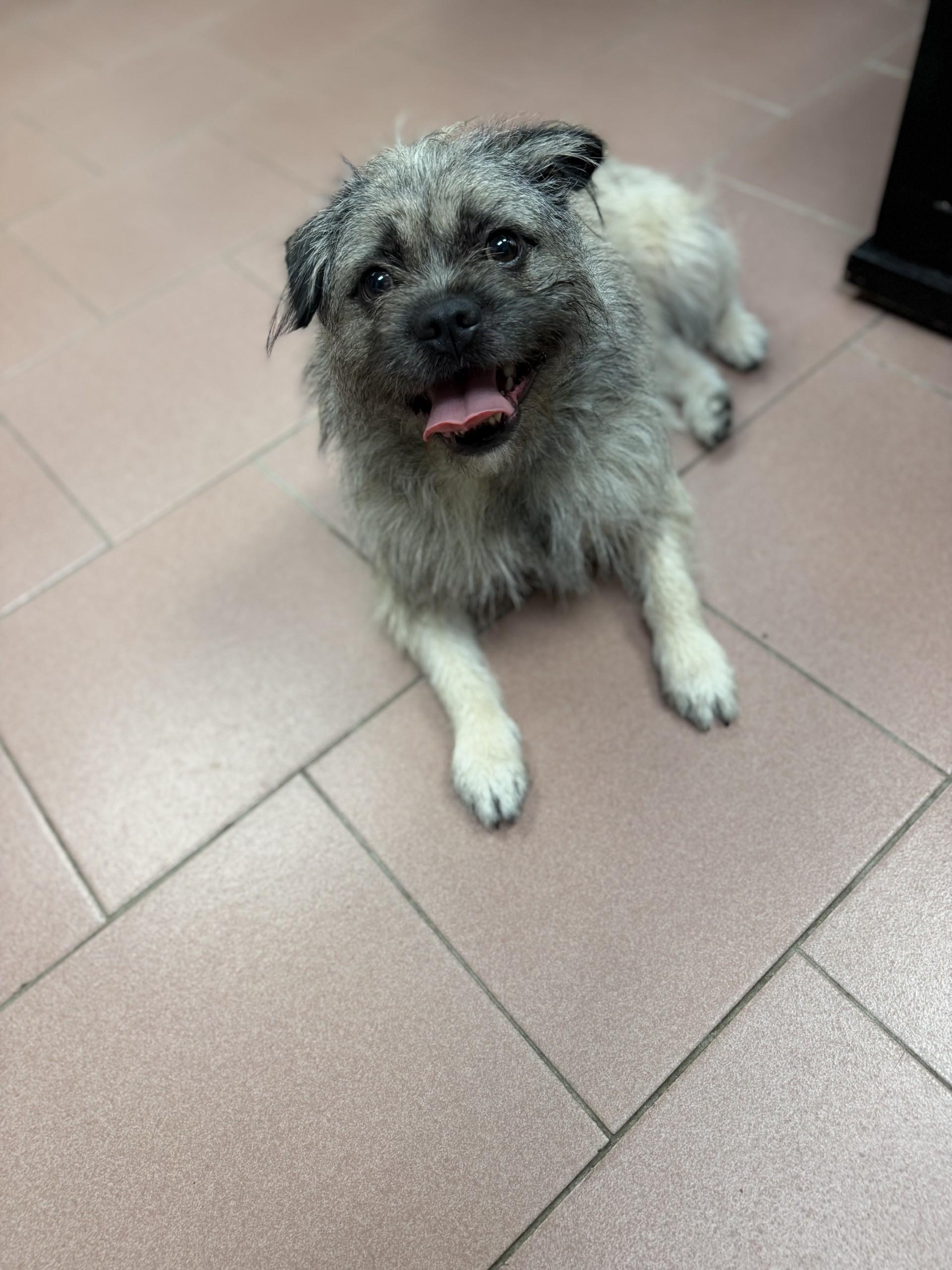 Enlarge Lincoln Bark, a Adoptable mixed breed in West Haven, CT image 1/1