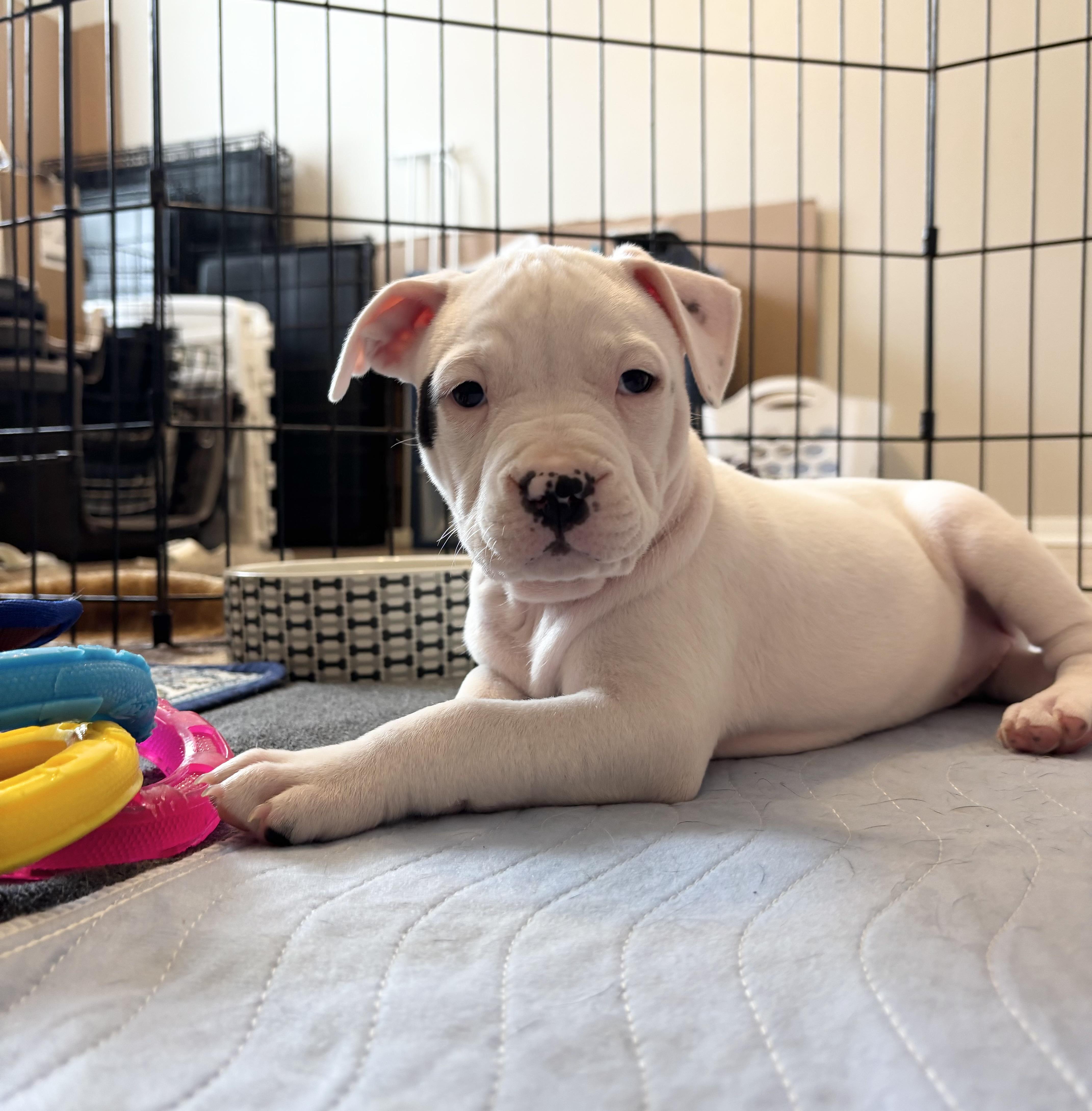 Roo, an adopted Terrier in Orlando, FL image 1/5