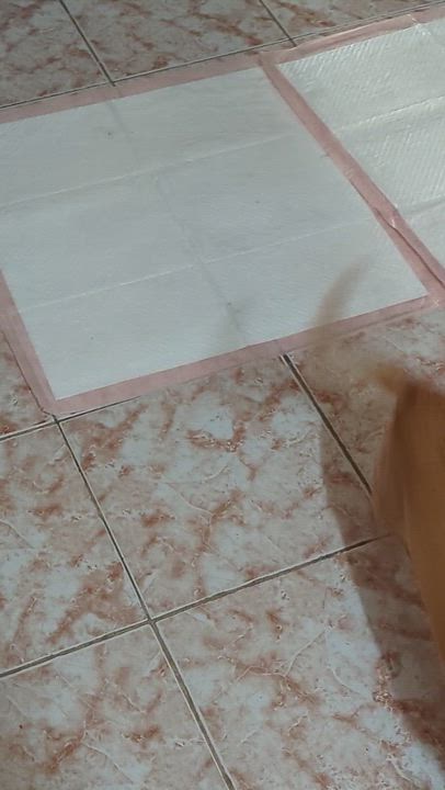 Enlarge Knicks, a Adoptable mixed breed in Brooklyn, NY video 6/6