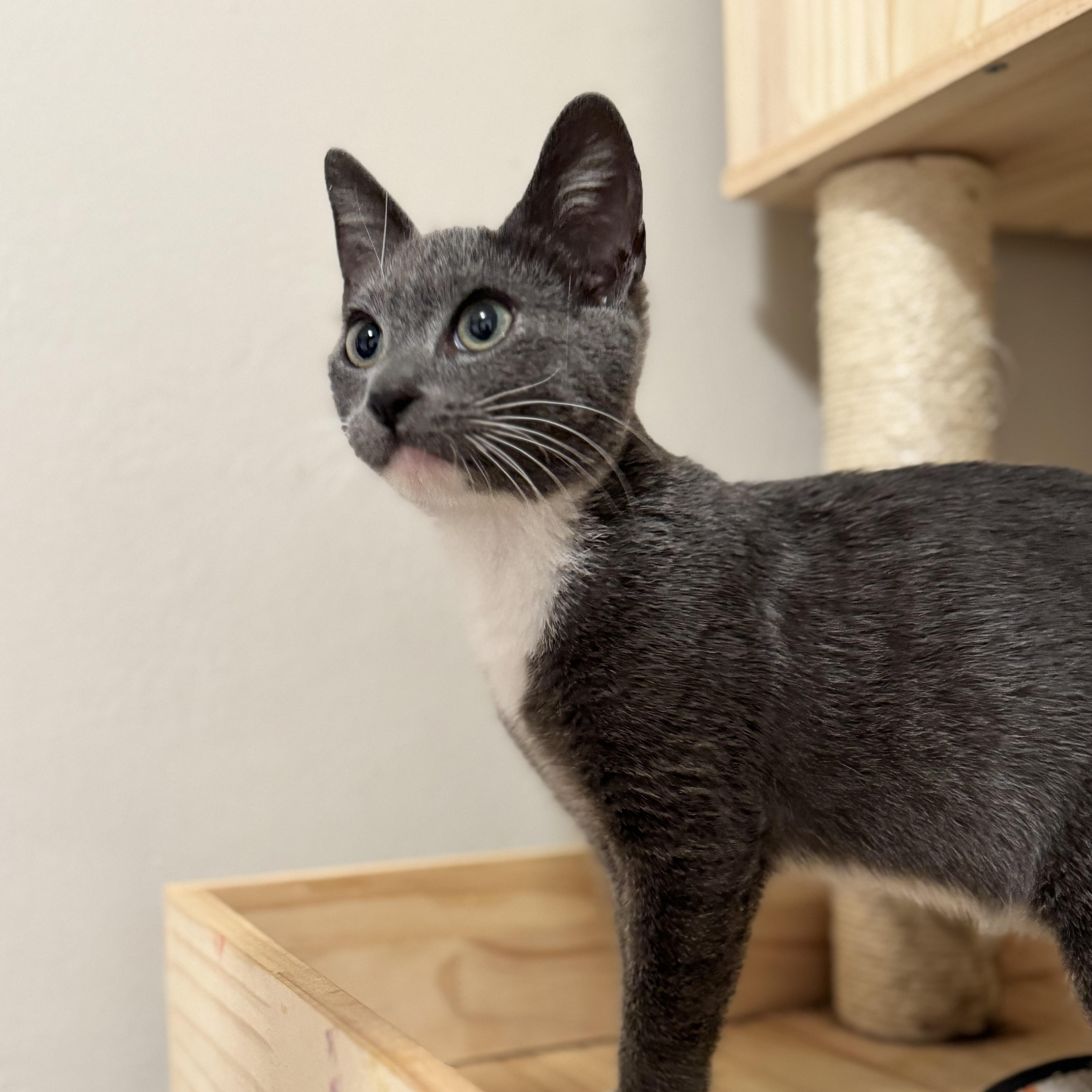 Chiquita Banana, a ADOPTABLE Domestic Short Hair in Riverside, CA image 3/5
