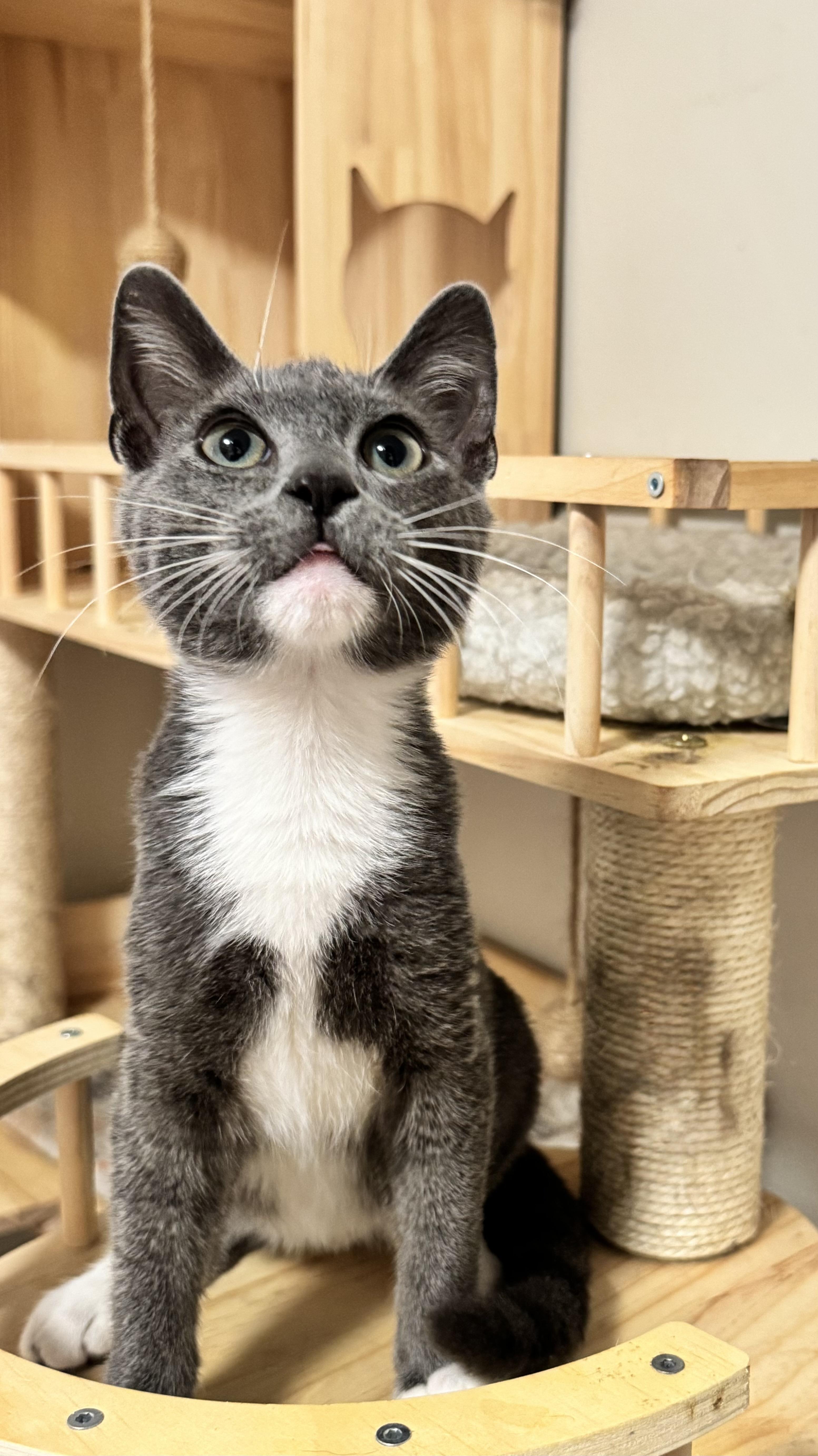 Chiquita Banana, a ADOPTABLE Domestic Short Hair in Riverside, CA image 4/5