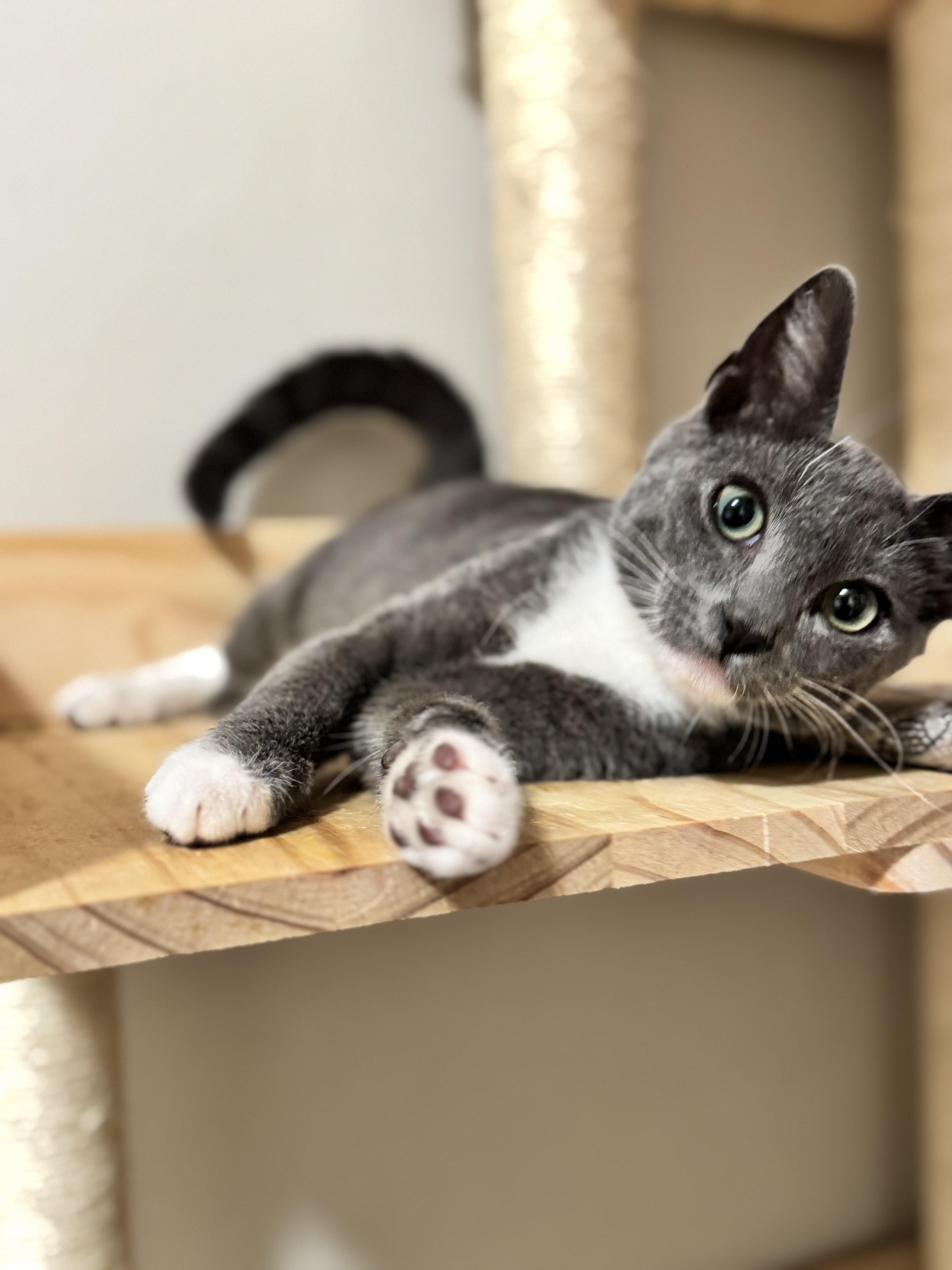 Chiquita Banana, a ADOPTABLE Domestic Short Hair in Riverside, CA image 5/5