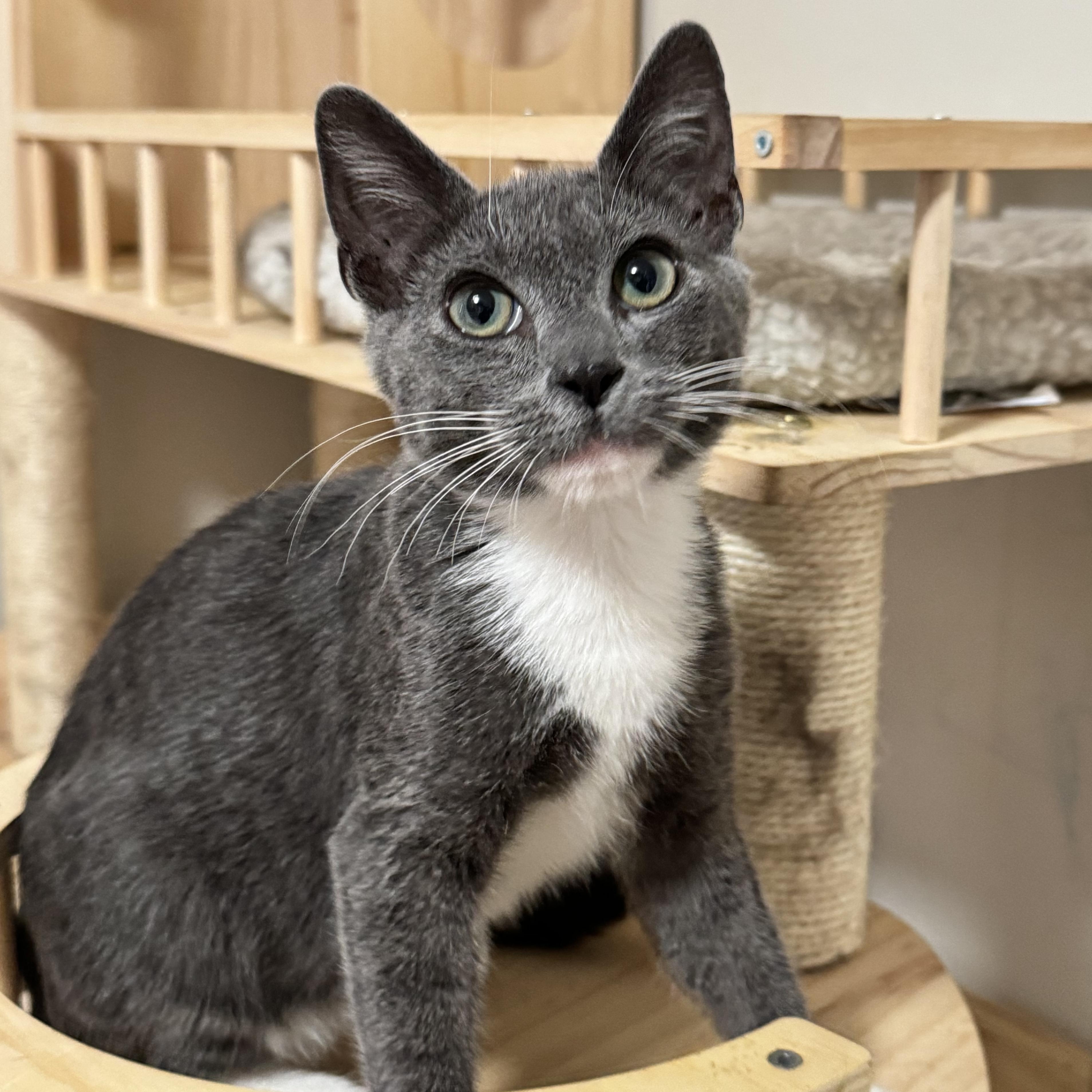 Chiquita Banana, a ADOPTABLE Domestic Short Hair in Riverside, CA image 1/5
