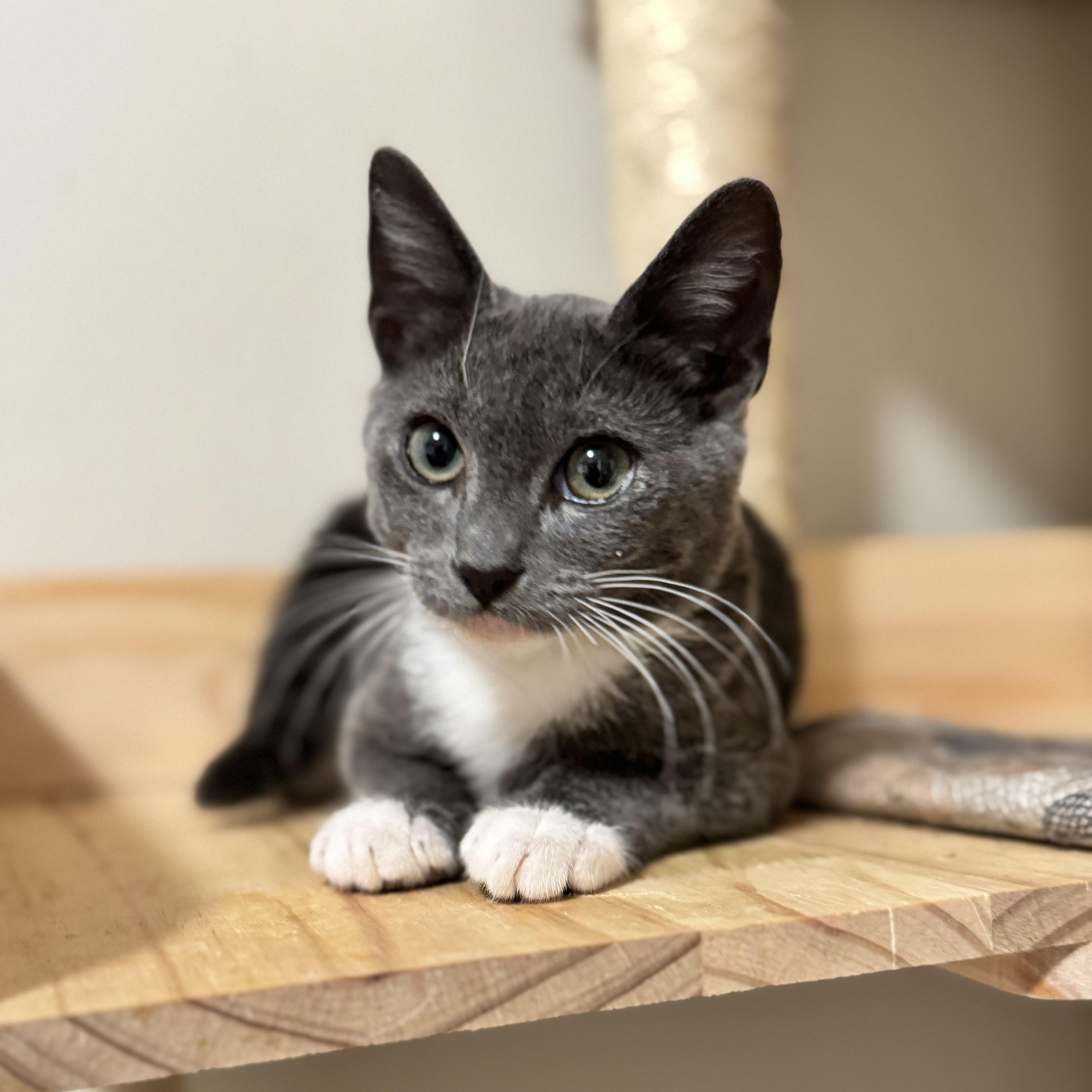 Chiquita Banana, a ADOPTABLE Domestic Short Hair in Riverside, CA image 2/5