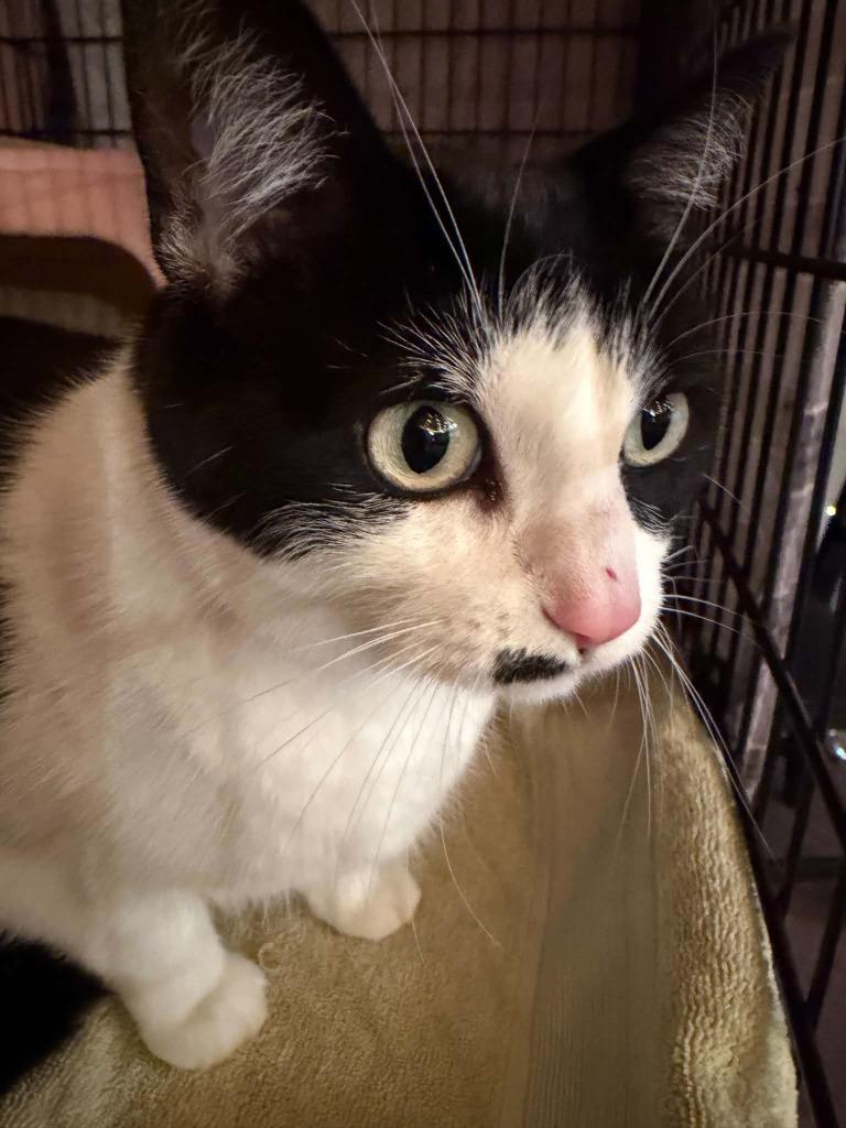 Enlarge Sashani, a Adoptable mixed breed in Shell Lake, WI image 3/6