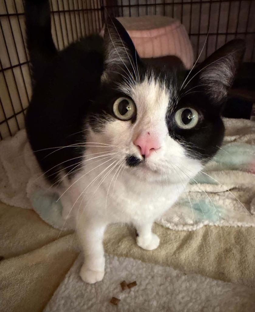 Enlarge Sashani, a Adoptable mixed breed in Shell Lake, WI image 5/6
