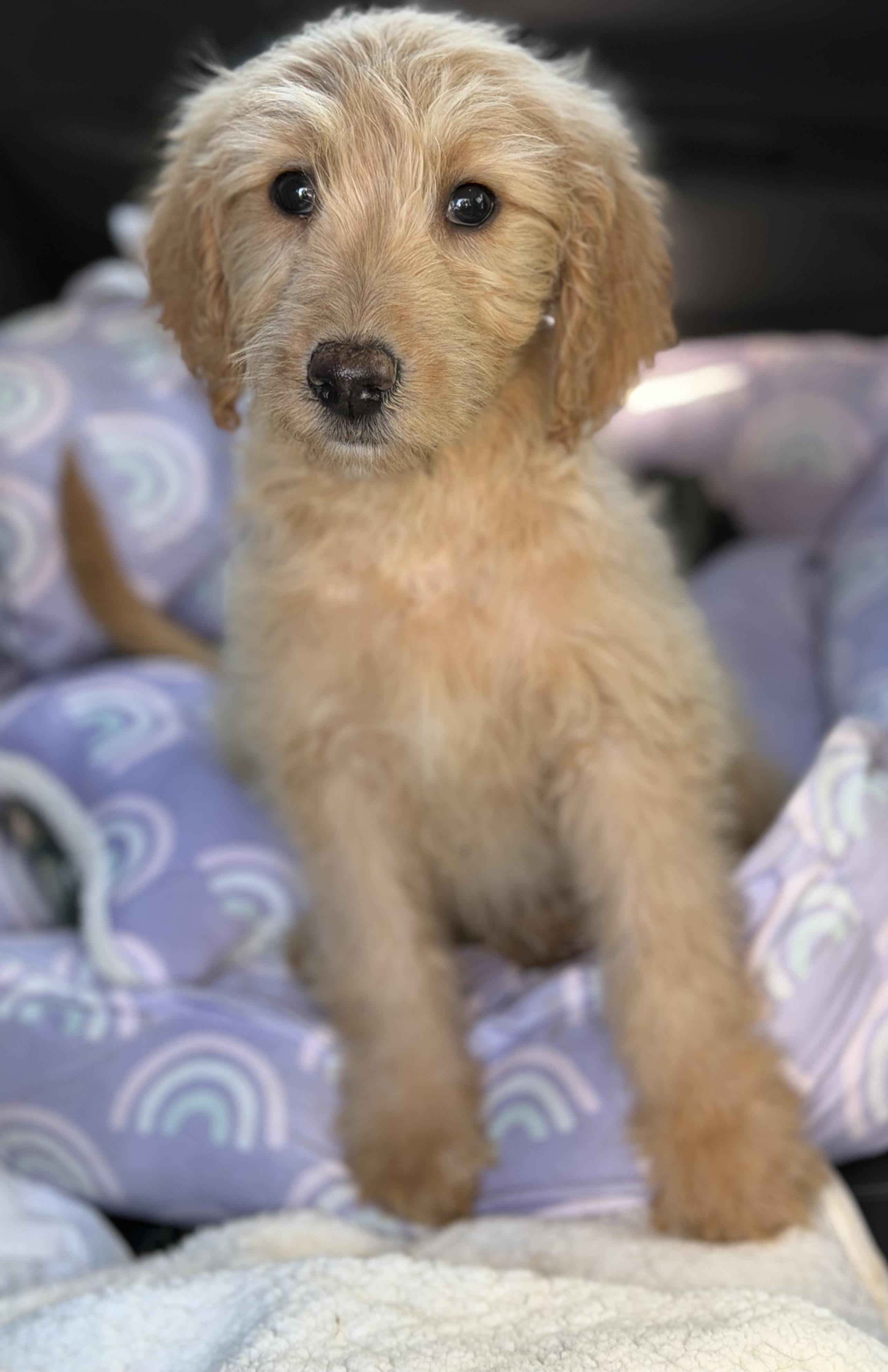 Enlarge Apricot, a Adoptable mixed breed in Yuba City, CA image 4/5