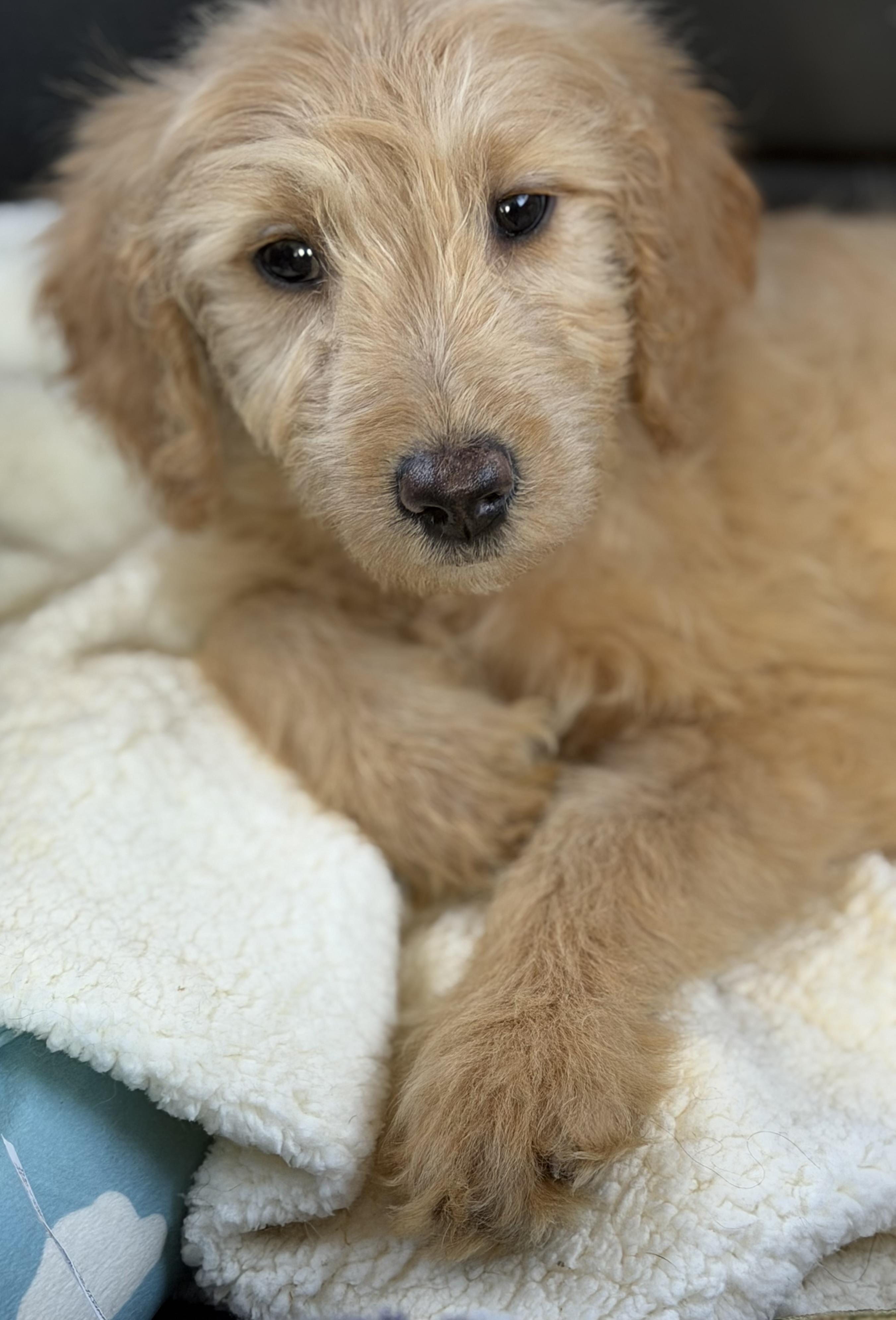 Enlarge Apricot, a Adoptable mixed breed in Yuba City, CA image 2/5