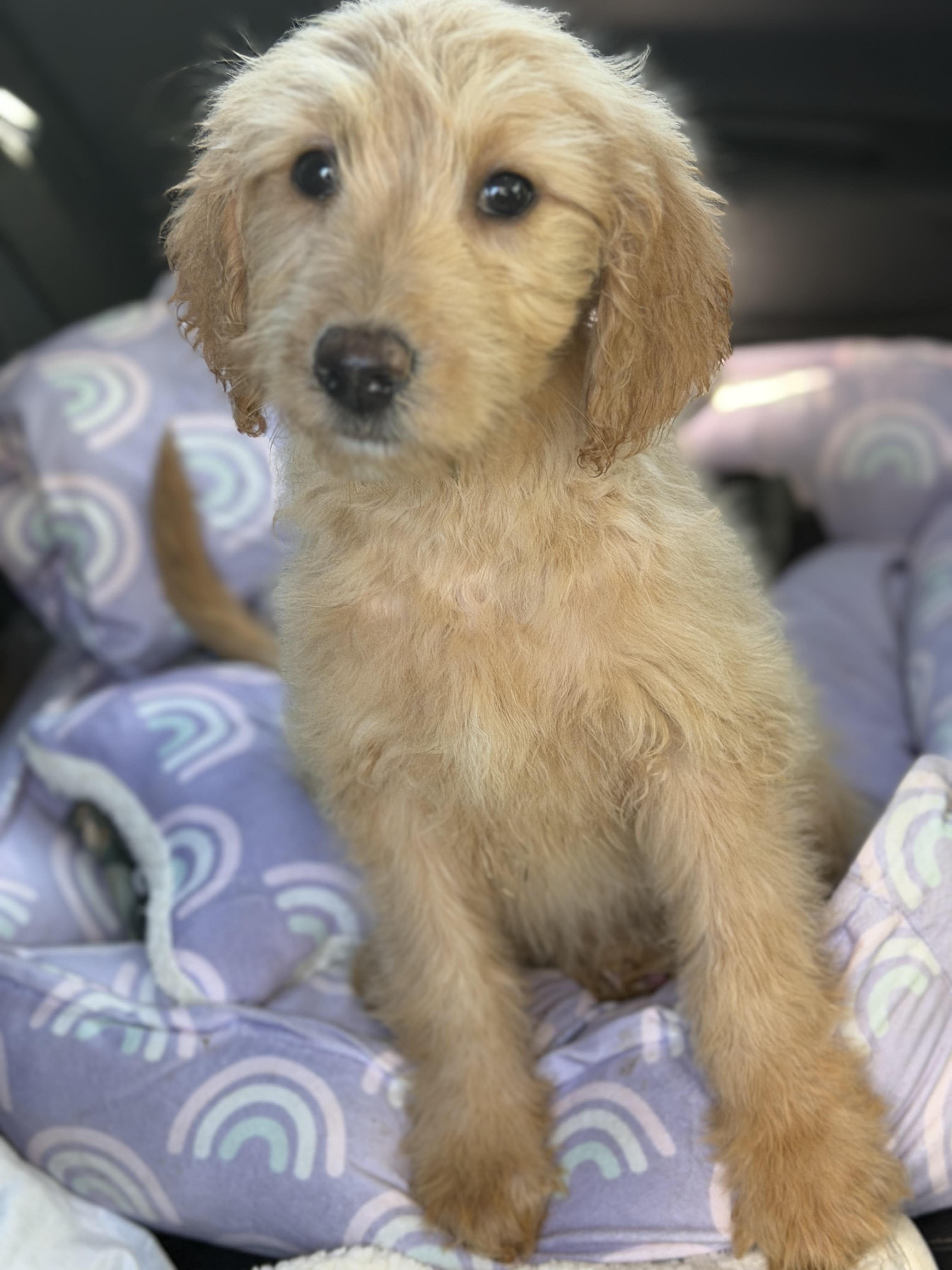 Enlarge Apricot, a Adoptable mixed breed in Yuba City, CA image 3/5