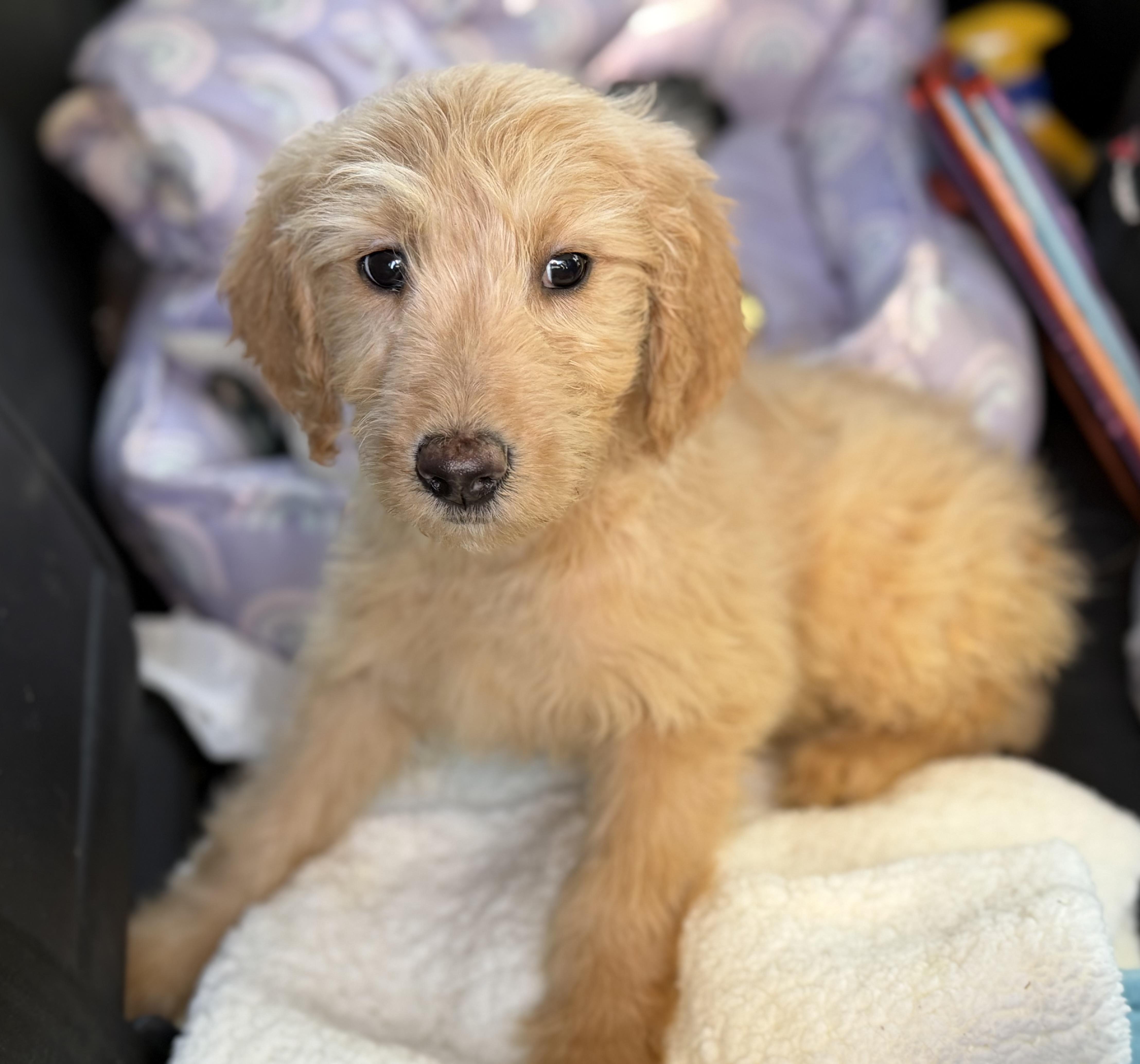 Enlarge Apricot, a Adoptable mixed breed in Yuba City, CA image 5/5