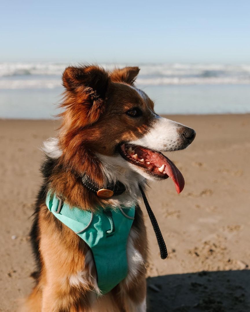 Remy, a Adopted mixed breed in Bend, OR image 1/8