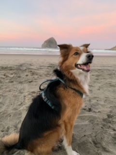 Remy, a Adopted mixed breed in Bend, OR image 2/8