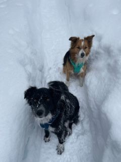 Remy, a Adopted mixed breed in Bend, OR image 3/8