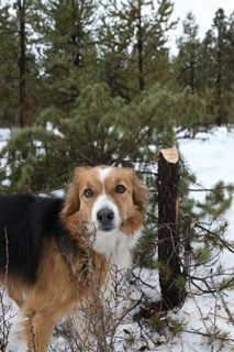 Remy, a Adopted mixed breed in Bend, OR image 4/8