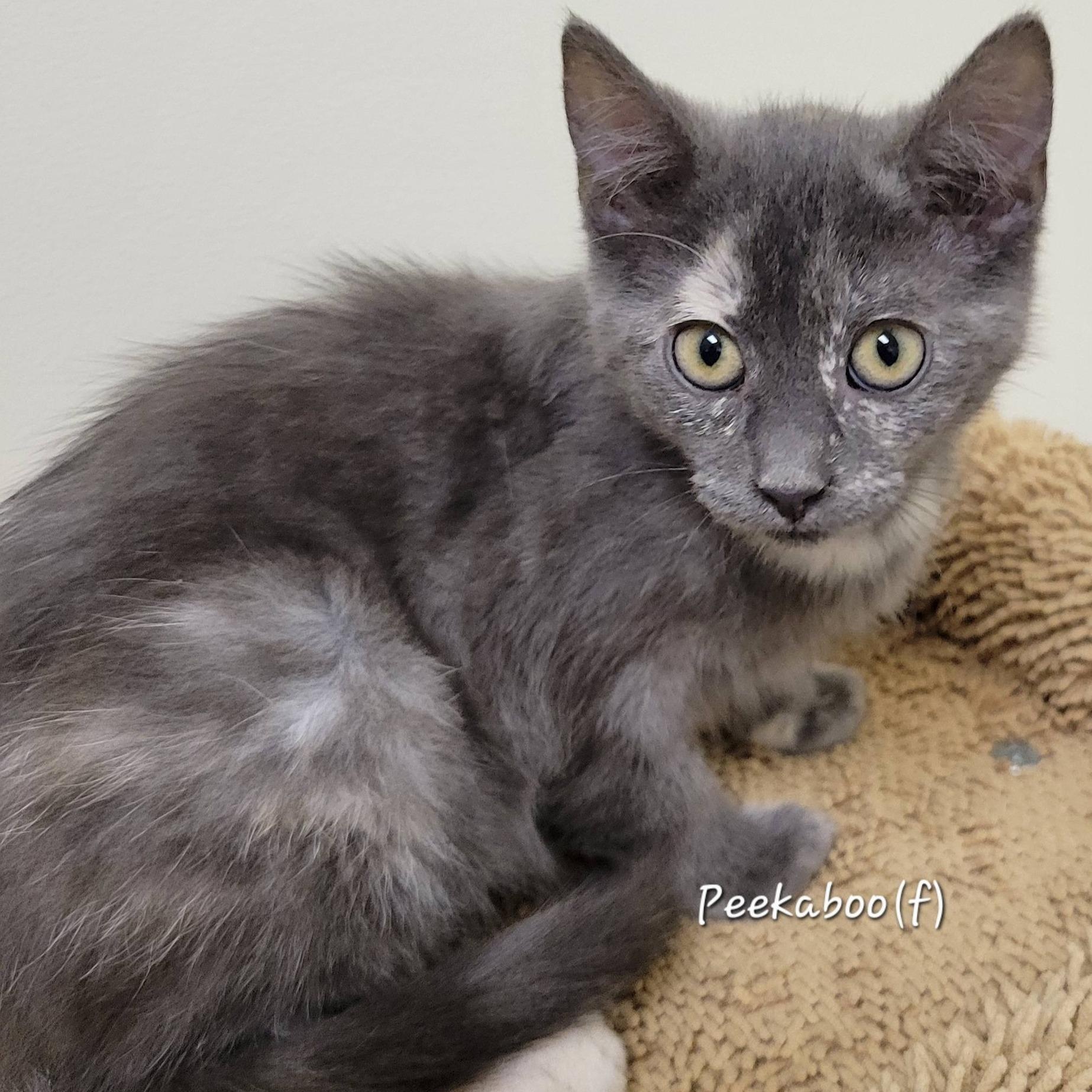 Peekaboo, ADOPTABLE, Kitten Female Dilute Calico.