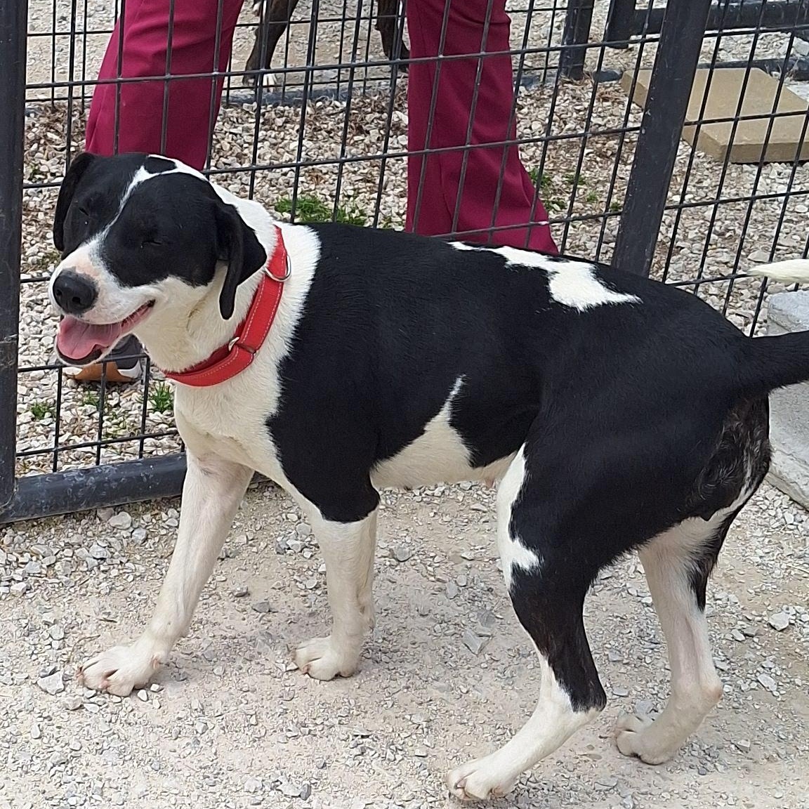 Enlarge Marta, a ADOPTABLE mixed breed in Stanton, KY image 3/4