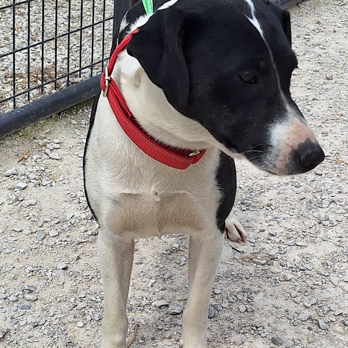 Enlarge Marta, a ADOPTABLE mixed breed in Stanton, KY image 4/4