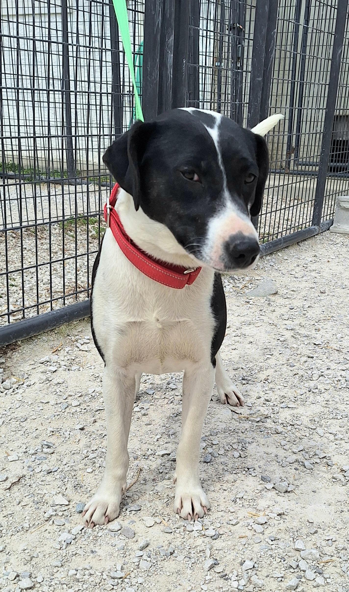 Enlarge Marta, a ADOPTABLE mixed breed in Stanton, KY image 2/4