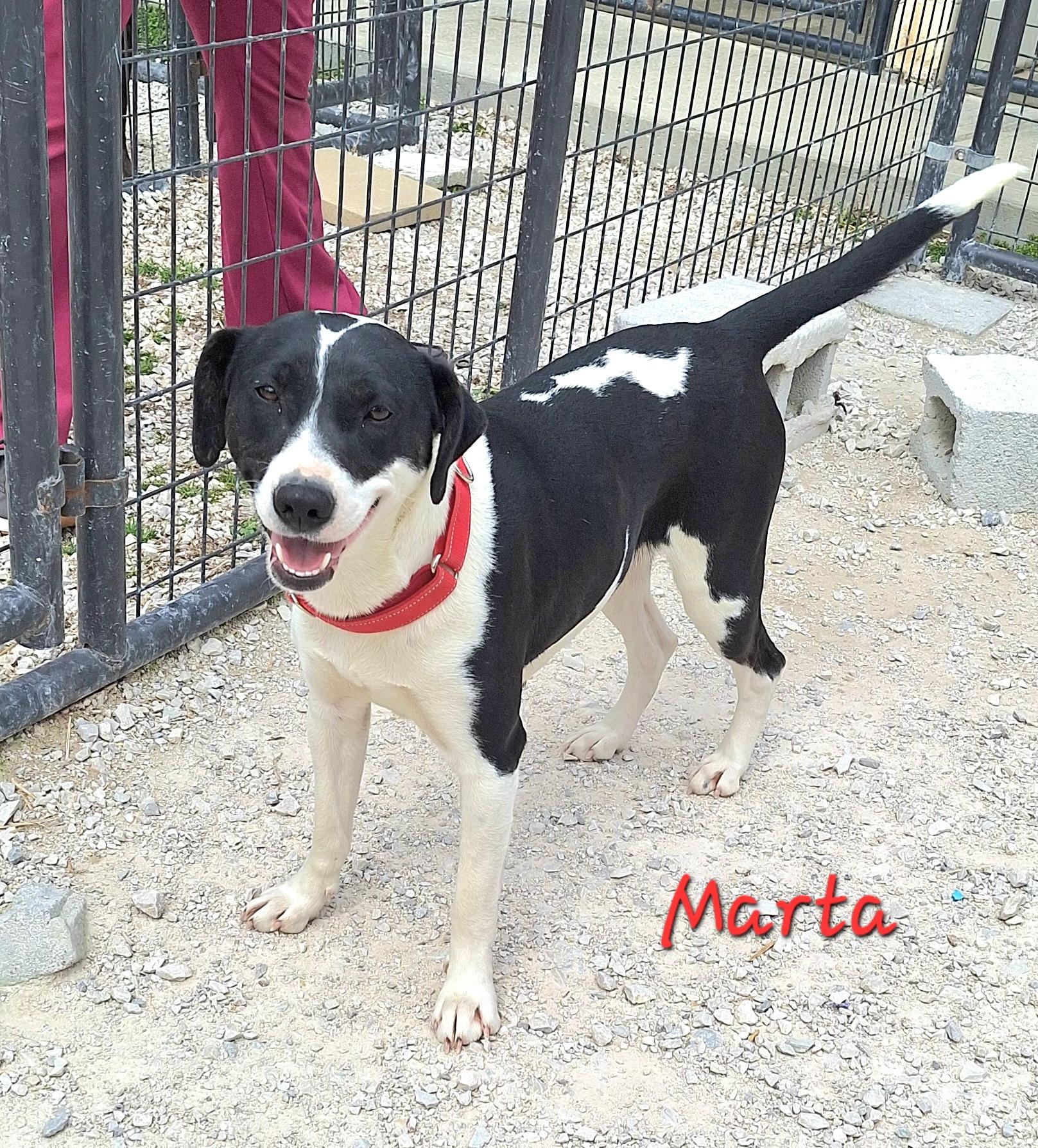 Enlarge Marta, a ADOPTABLE mixed breed in Stanton, KY image 1/4