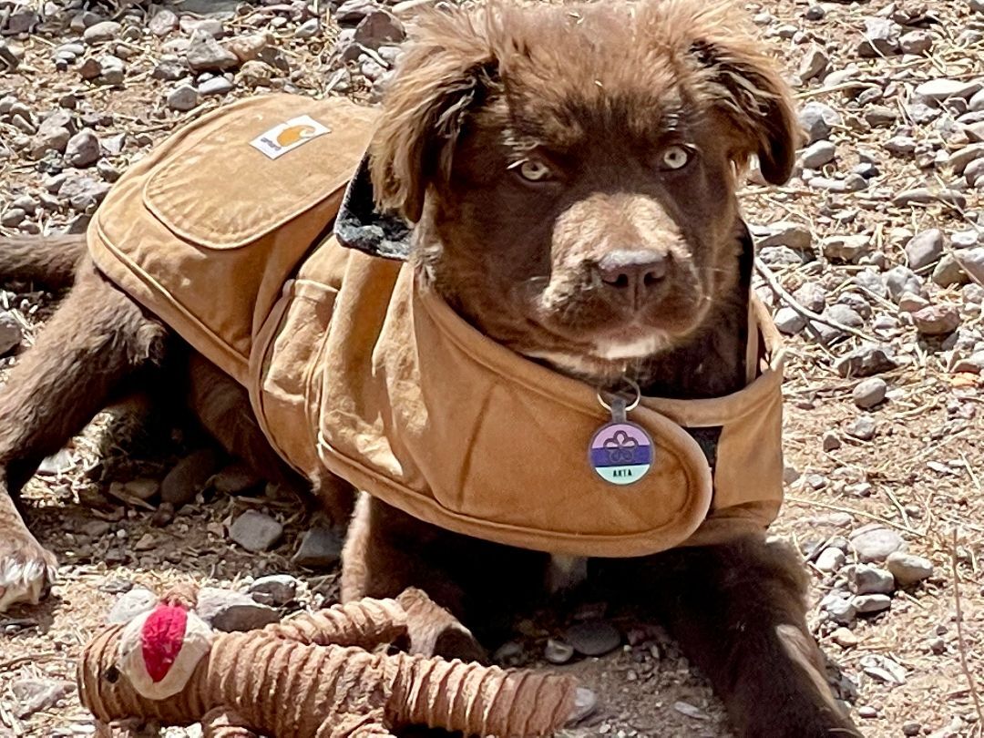 Enlarge Oscar, a Adopted mixed breed in Thatcher, AZ image 1/1