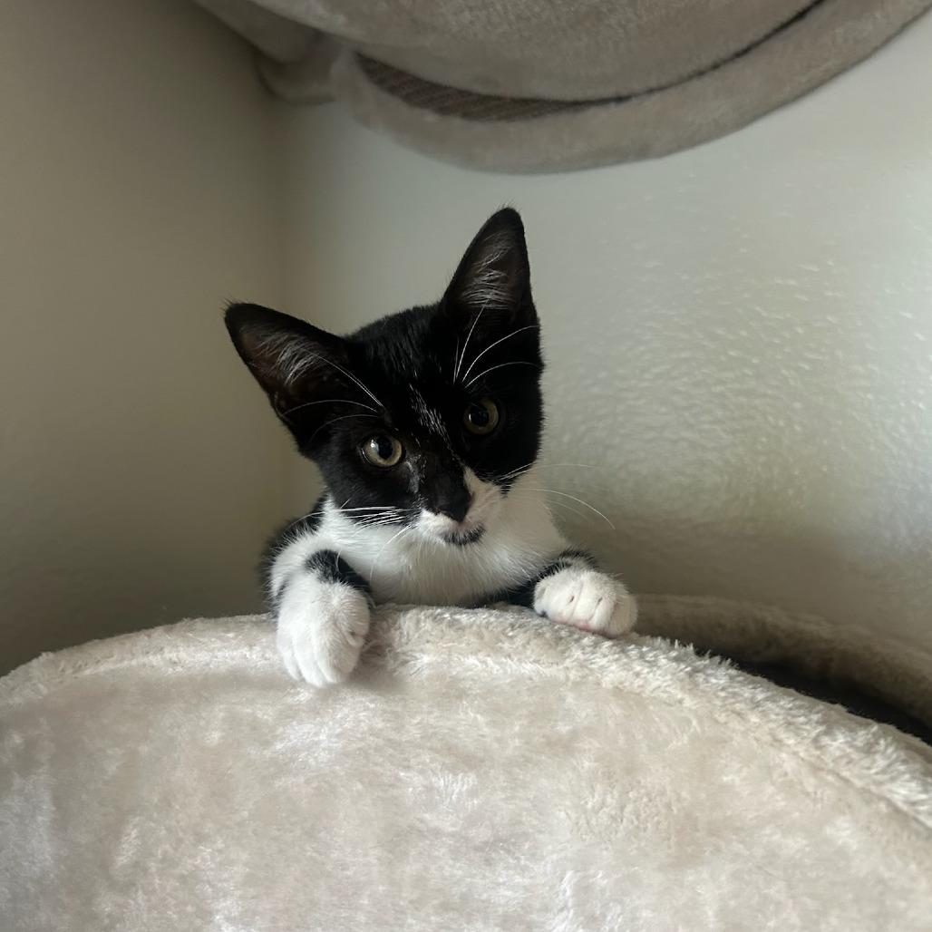 Kadabra, Adoptable, Kitten Female Domestic Short Hair.