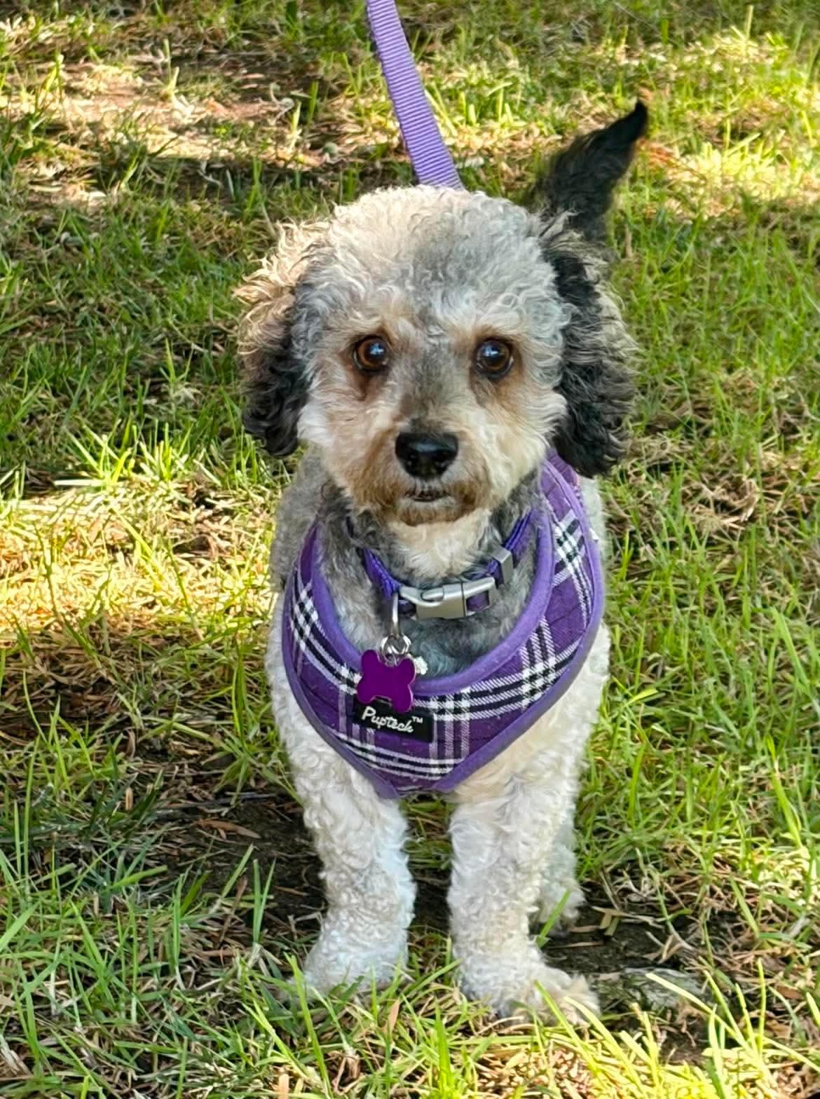 Brodie #562, Adopted, Adult Male Maltese.