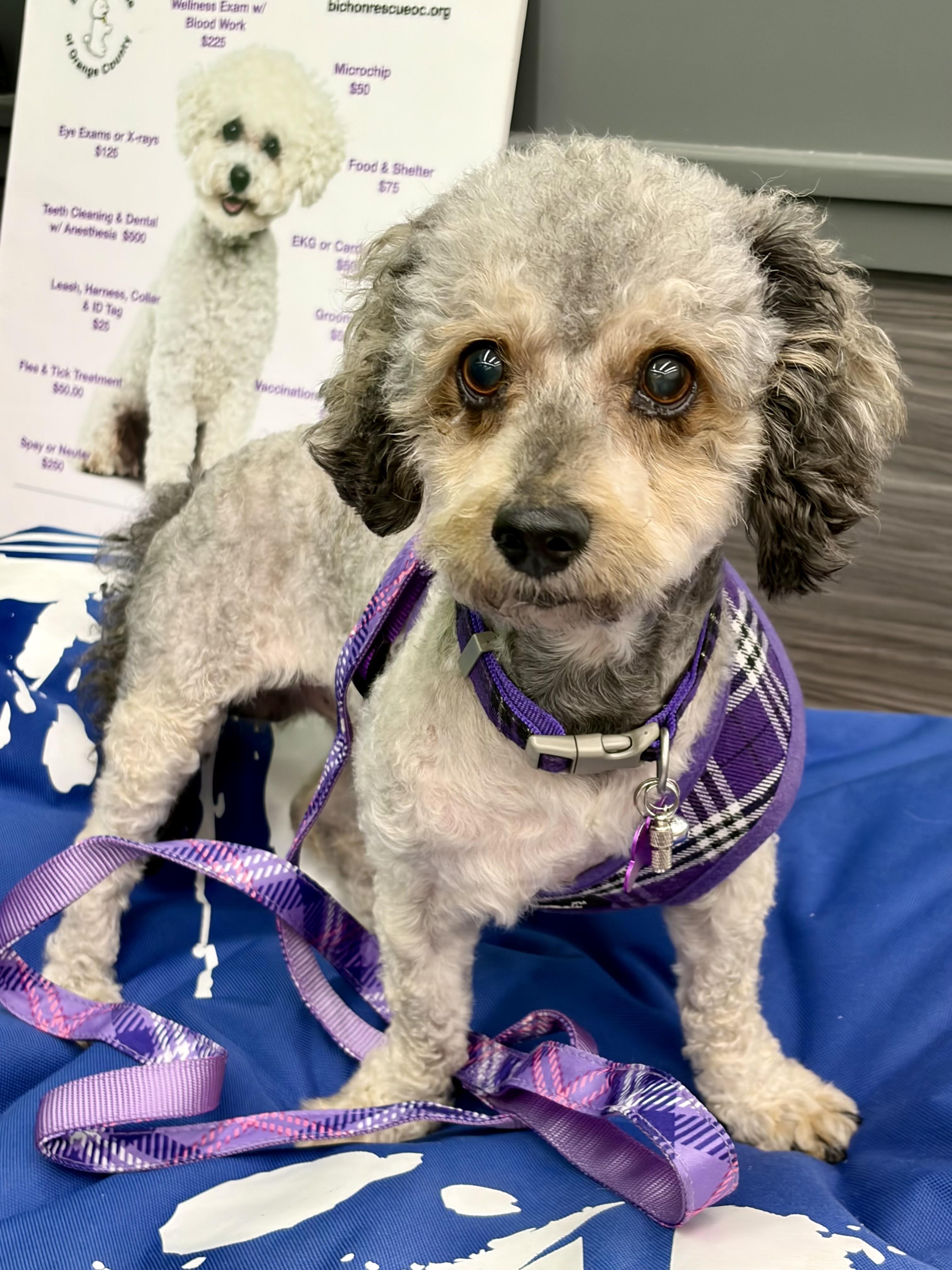 Brodie #562, Adopted, Adult Male Maltese.