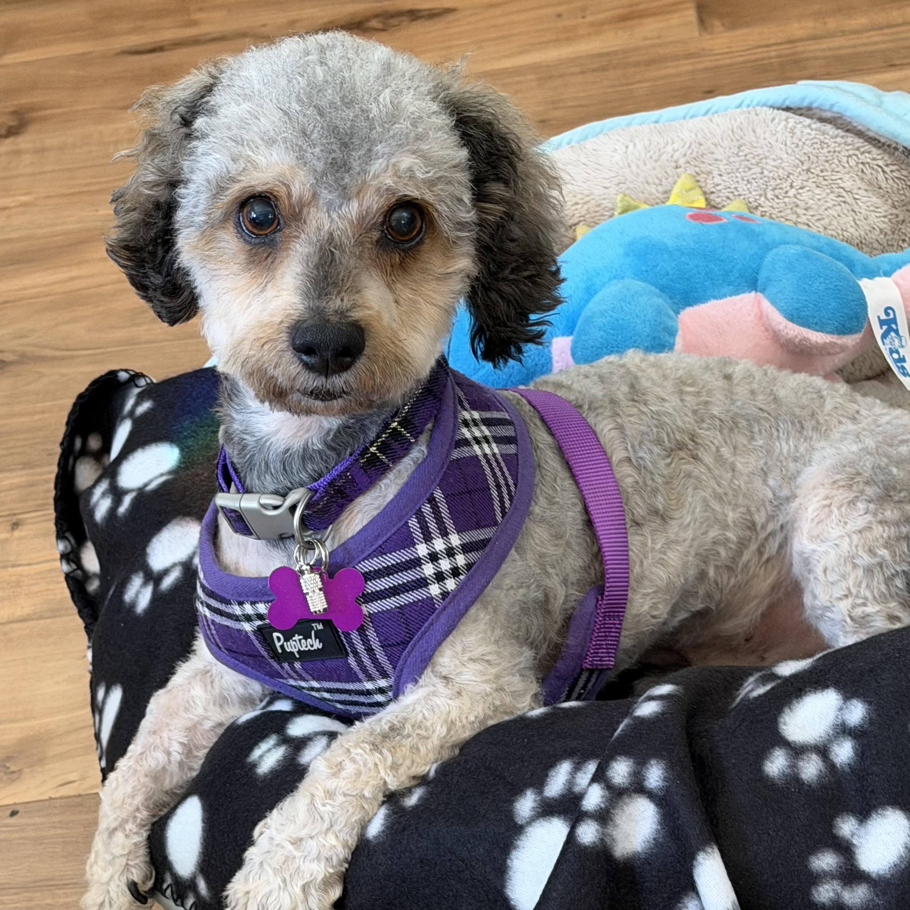 Brodie #562, Adoptable, Adult Male Maltese.