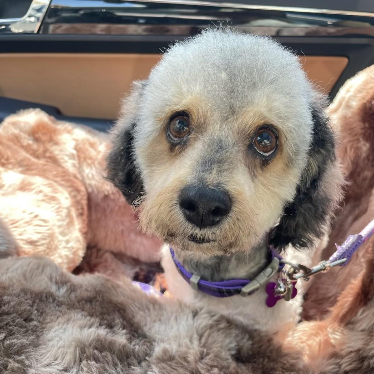 Brodie #562, a Adoptable mixed breed in Placentia, CA image 2/4