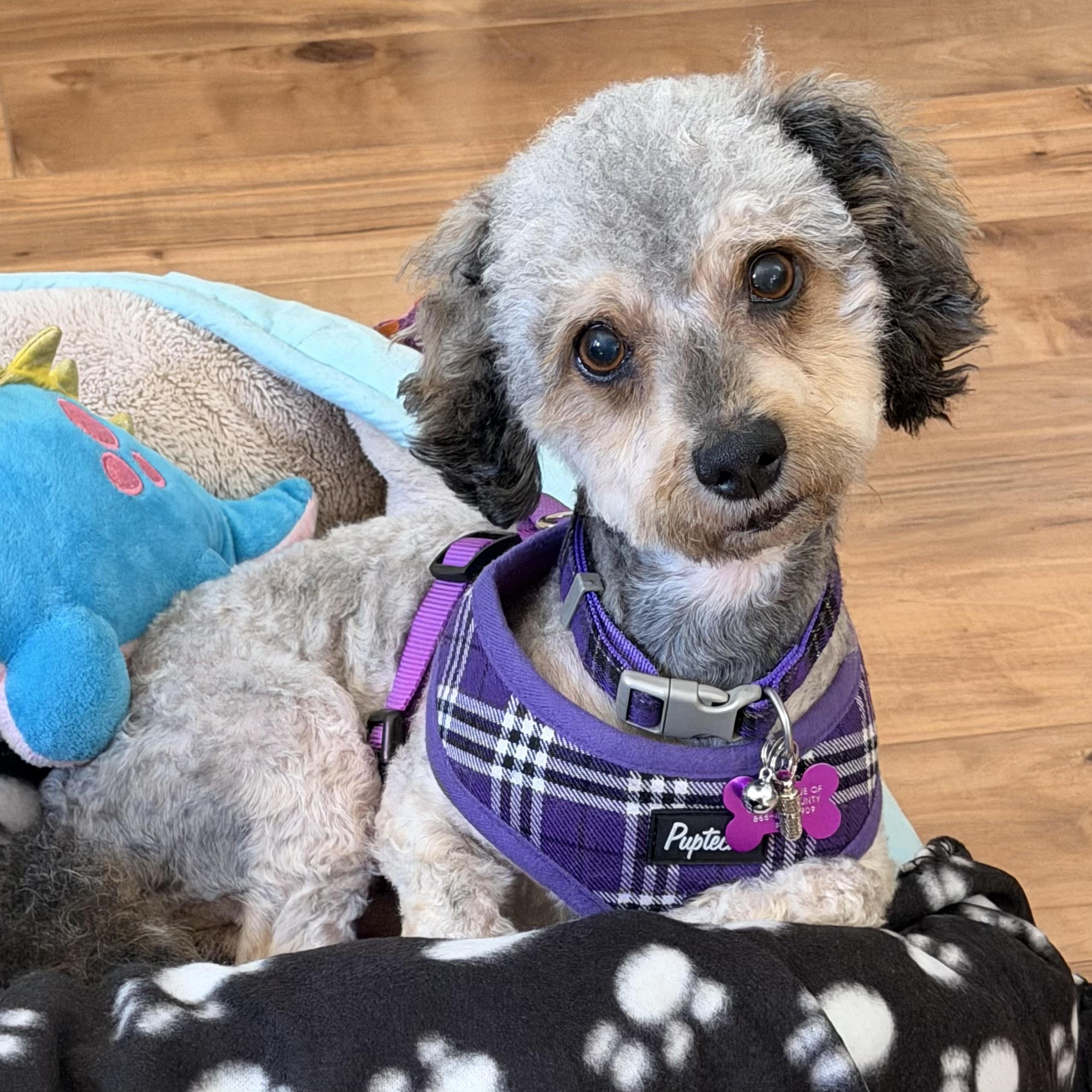 Brodie #562, a Adoptable mixed breed in Placentia, CA image 3/4
