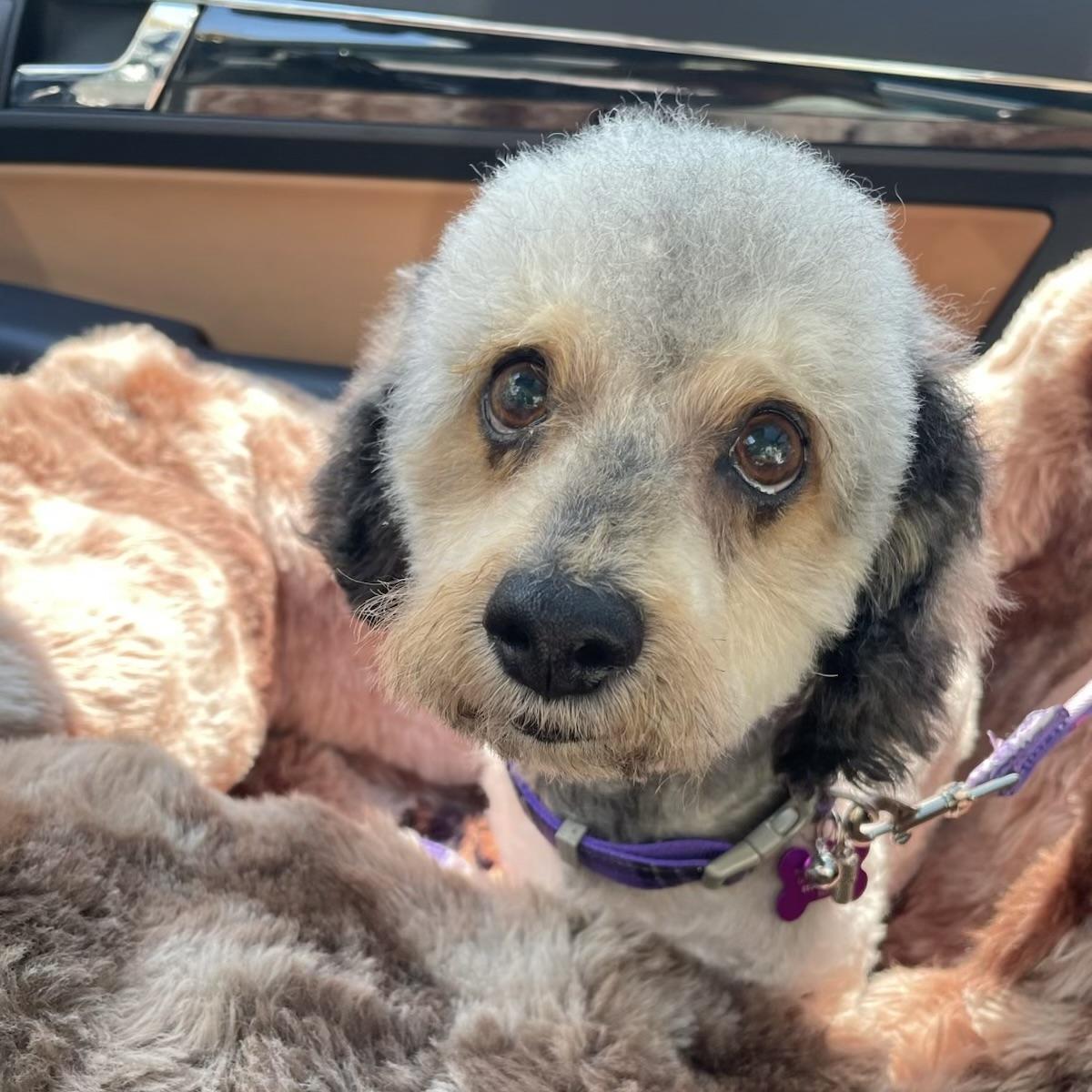Brodie #562, a Adoptable mixed breed in Placentia, CA image 4/4