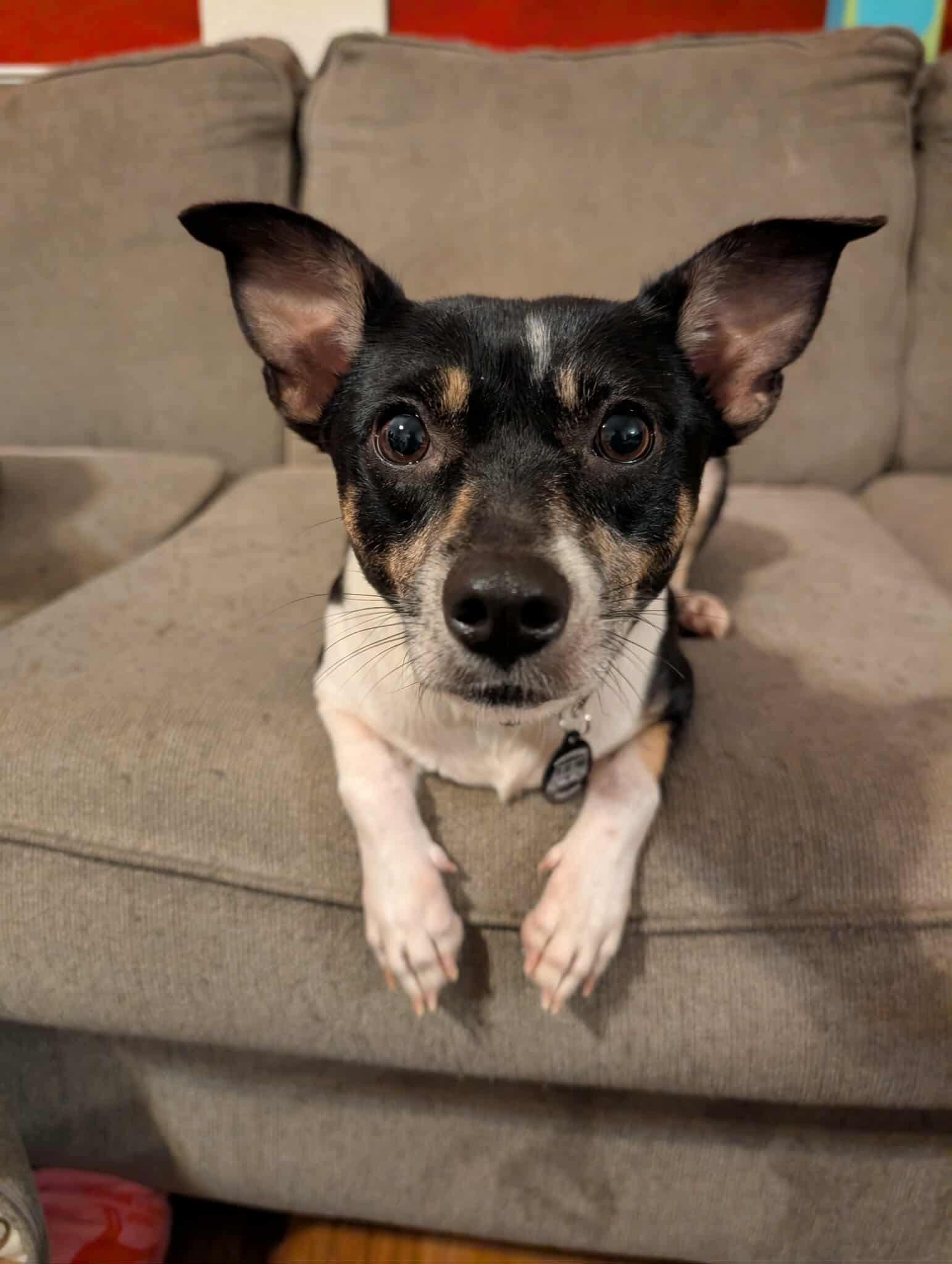 Daisy, a ADOPTABLE mixed breed in Austin, TX image 1/5