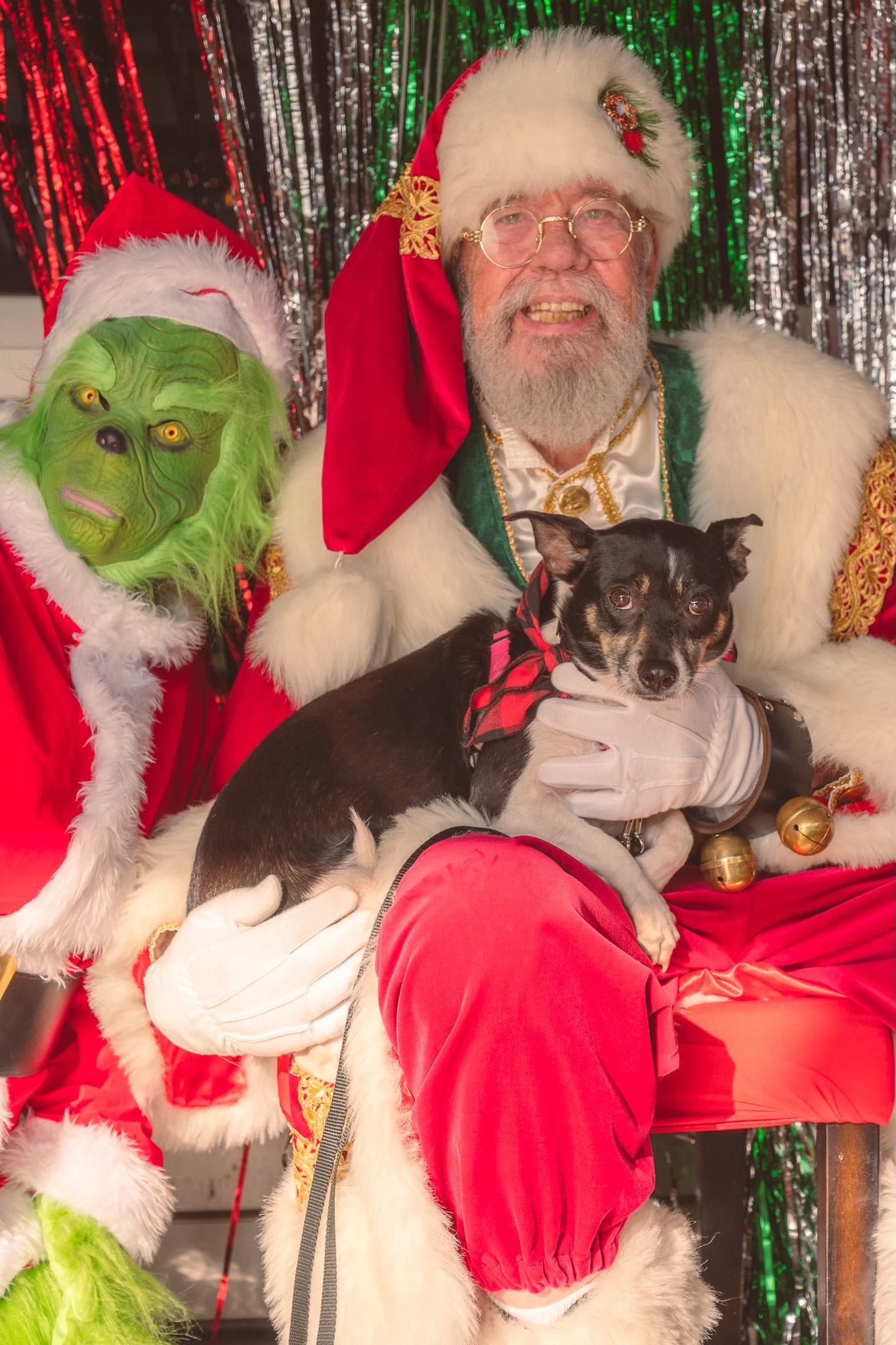 Daisy, a ADOPTABLE mixed breed in Austin, TX image 5/5