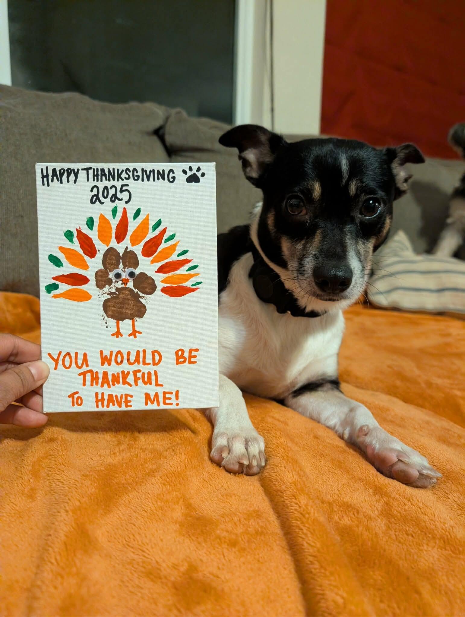 Daisy, a ADOPTABLE mixed breed in Austin, TX image 2/5