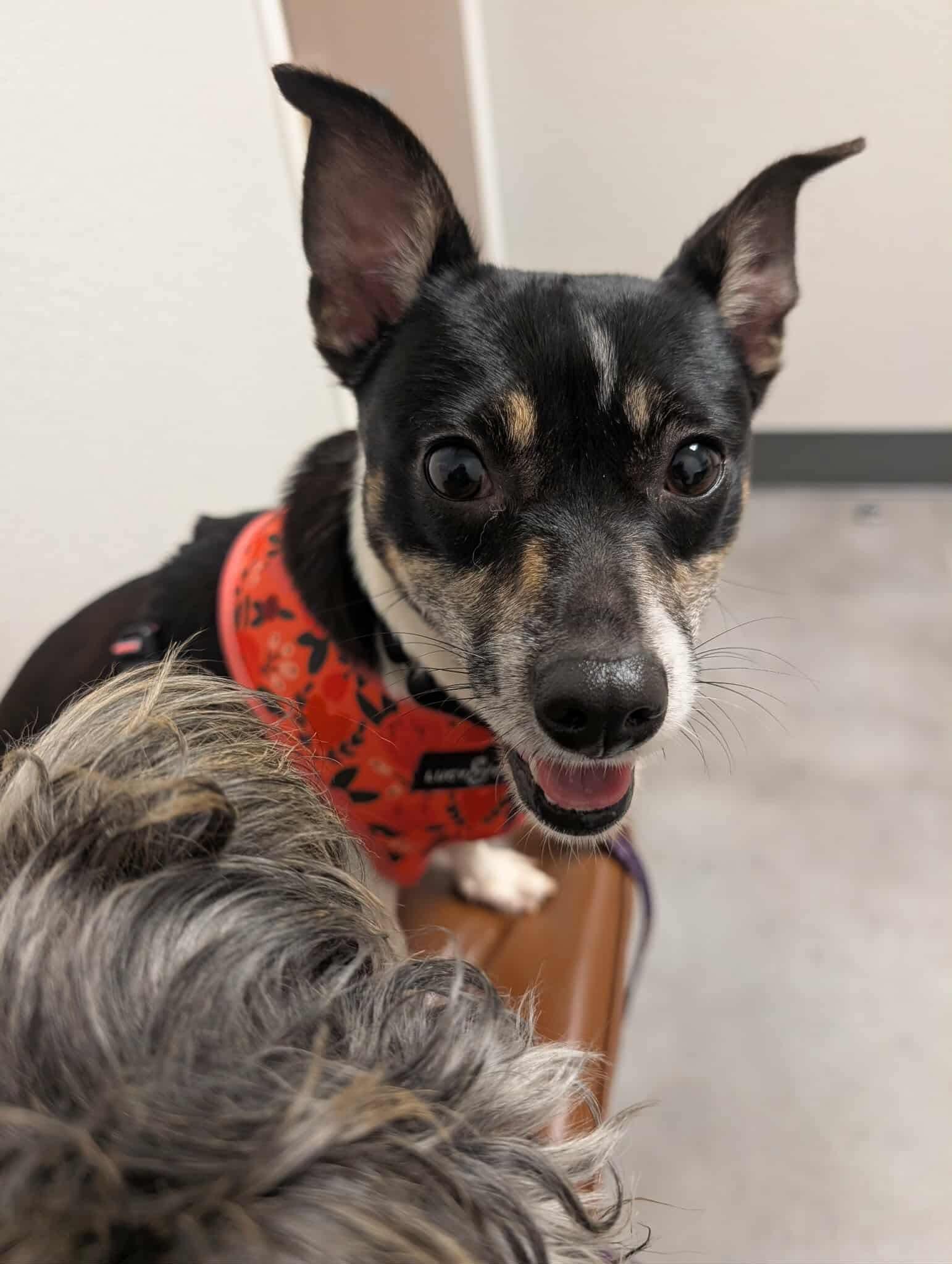 Daisy, a ADOPTABLE mixed breed in Austin, TX image 3/5