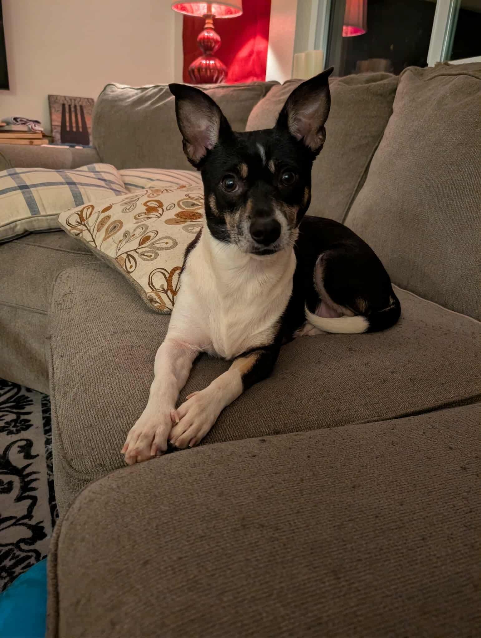 Daisy, a ADOPTABLE mixed breed in Austin, TX image 4/5