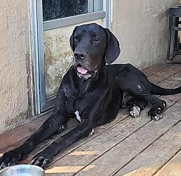 Hank