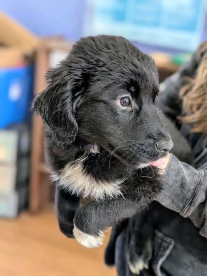 King 50789, ADOPTABLE, Puppy Male Mixed Breed.