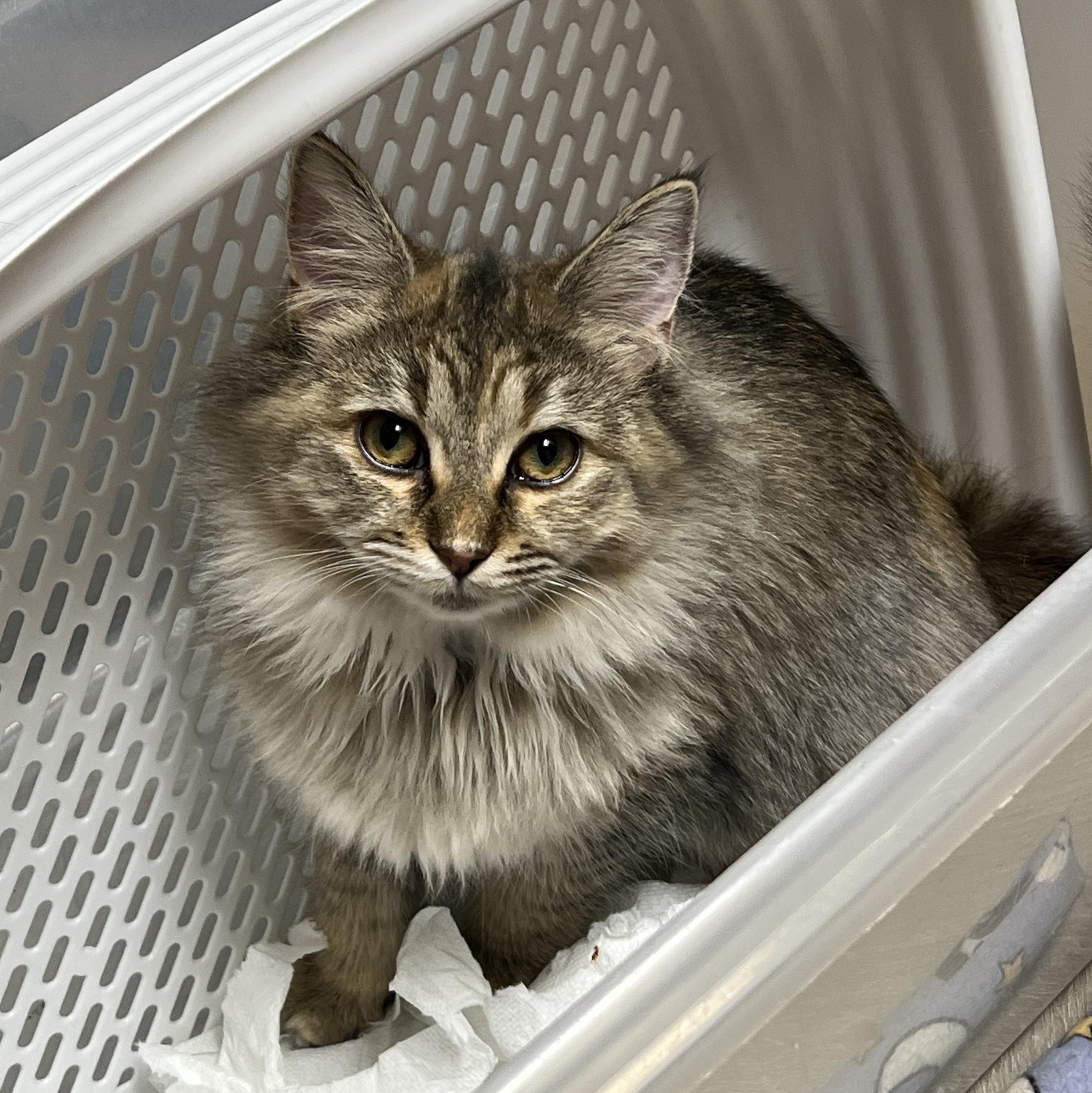 Nutmeg, adopted, Young Female Domestic Long Hair.