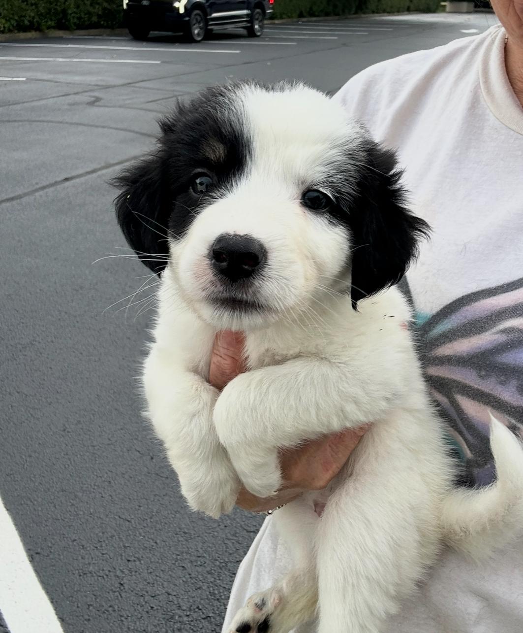 Lola, an adoptable Cavapoo, Retriever in Arlington Heights, IL, 60004 | Photo Image 3