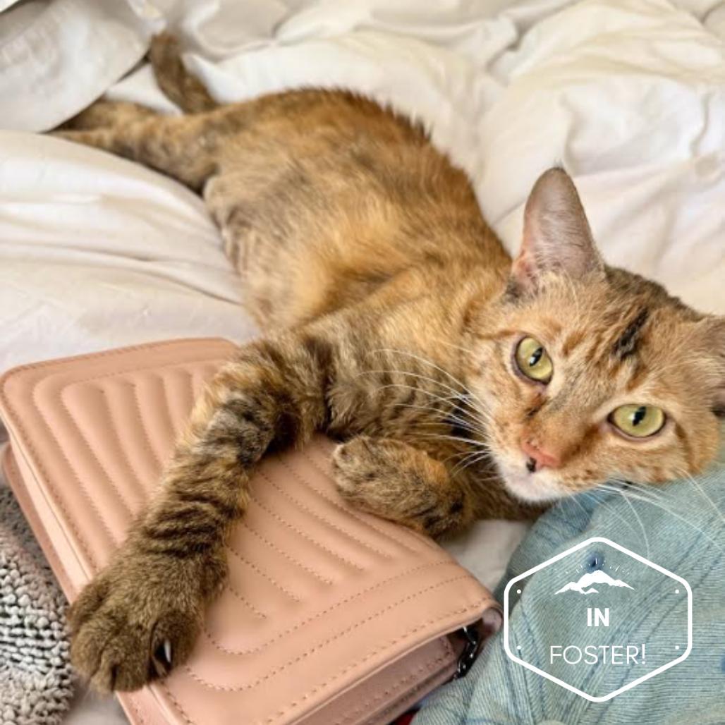 Enlarge Elation, a Adoptable Domestic Short Hair in Incline Village, NV image 1/5