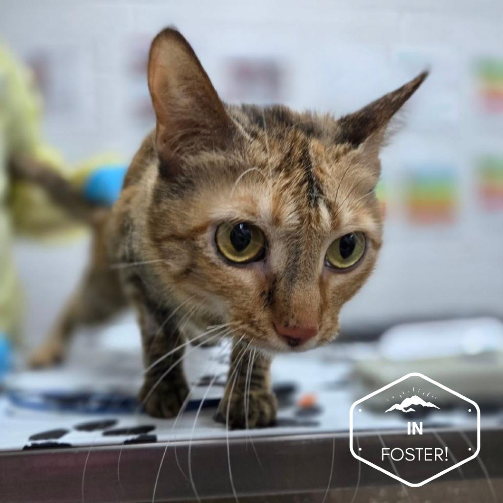 Elation, Adoptable, Adult Female Domestic Short Hair.