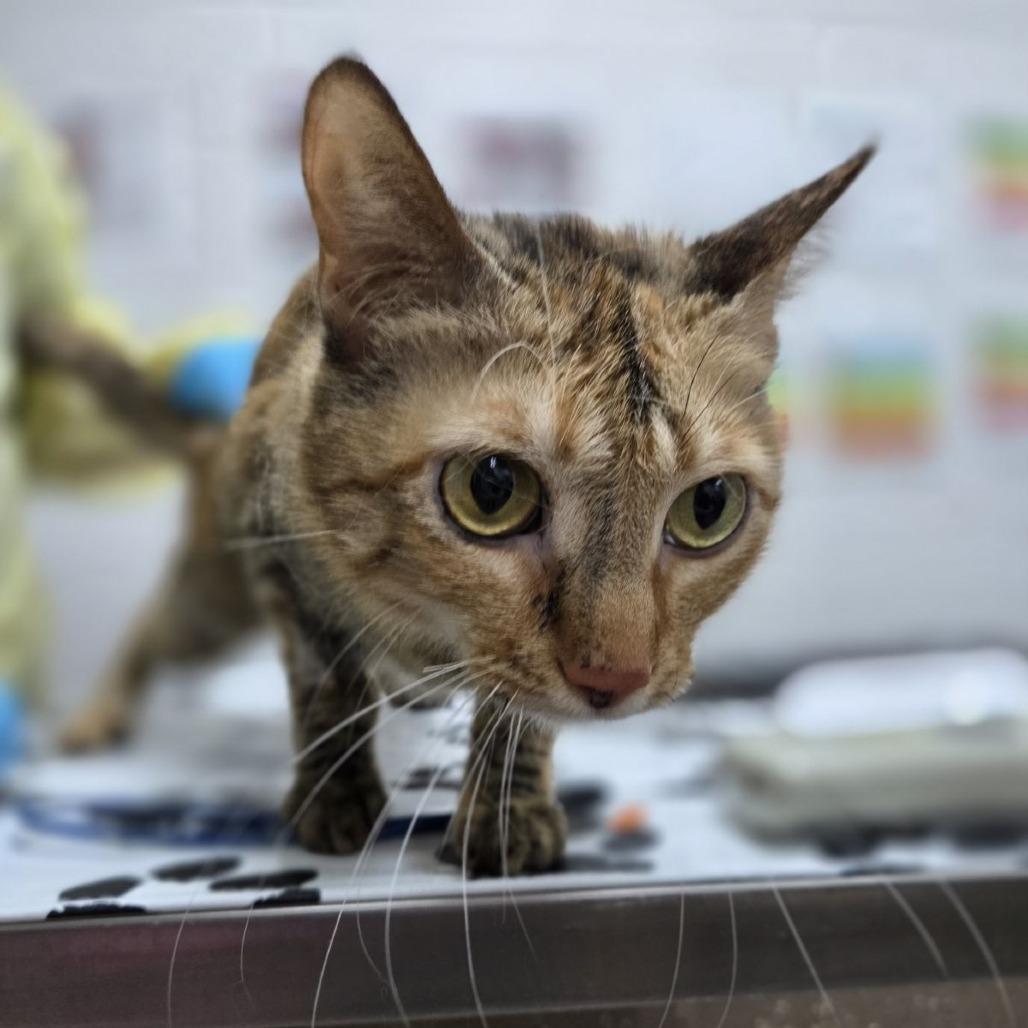 Elation, Adoptable, Adult Female Domestic Short Hair.