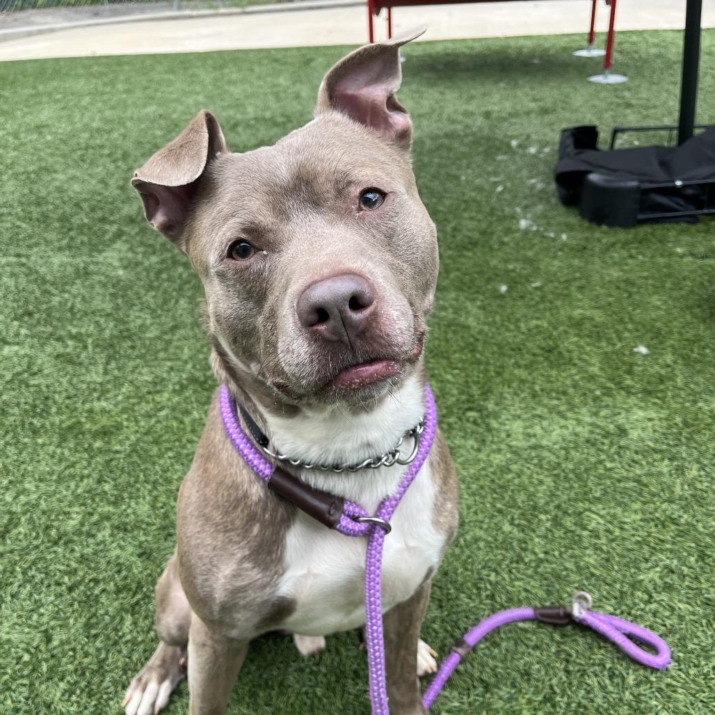 Journey (Foster), Adoptable, Adult Male Pit Bull Terrier.