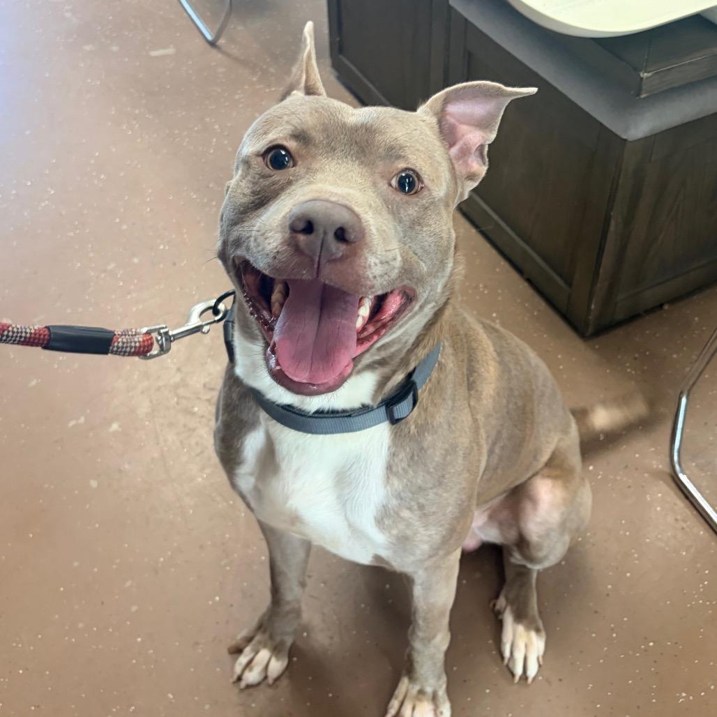 Journey (Foster), a Adoptable Pit Bull Terrier in Belleville, IL image 2/6