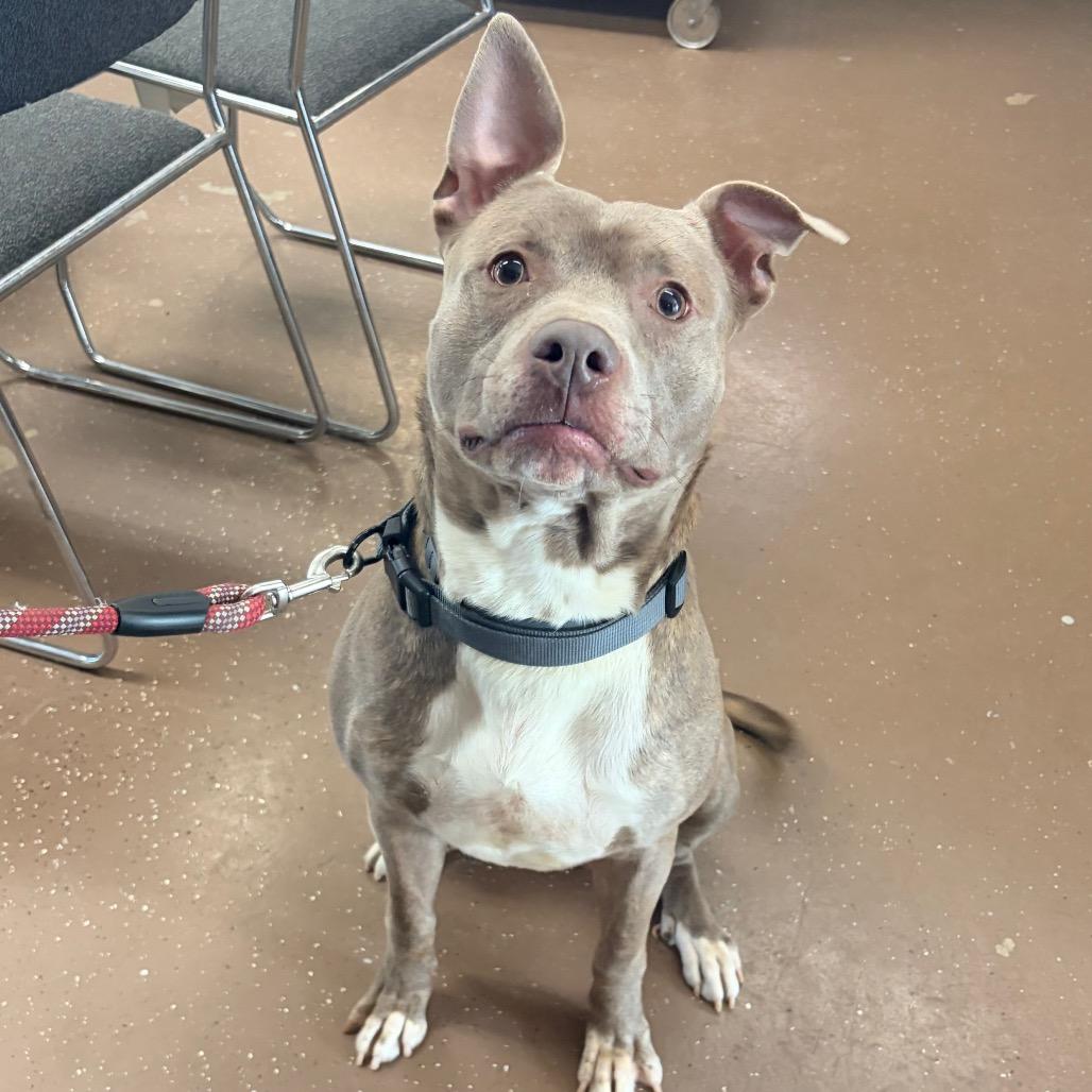 Journey (Foster), a Adoptable Pit Bull Terrier in Belleville, IL image 3/6